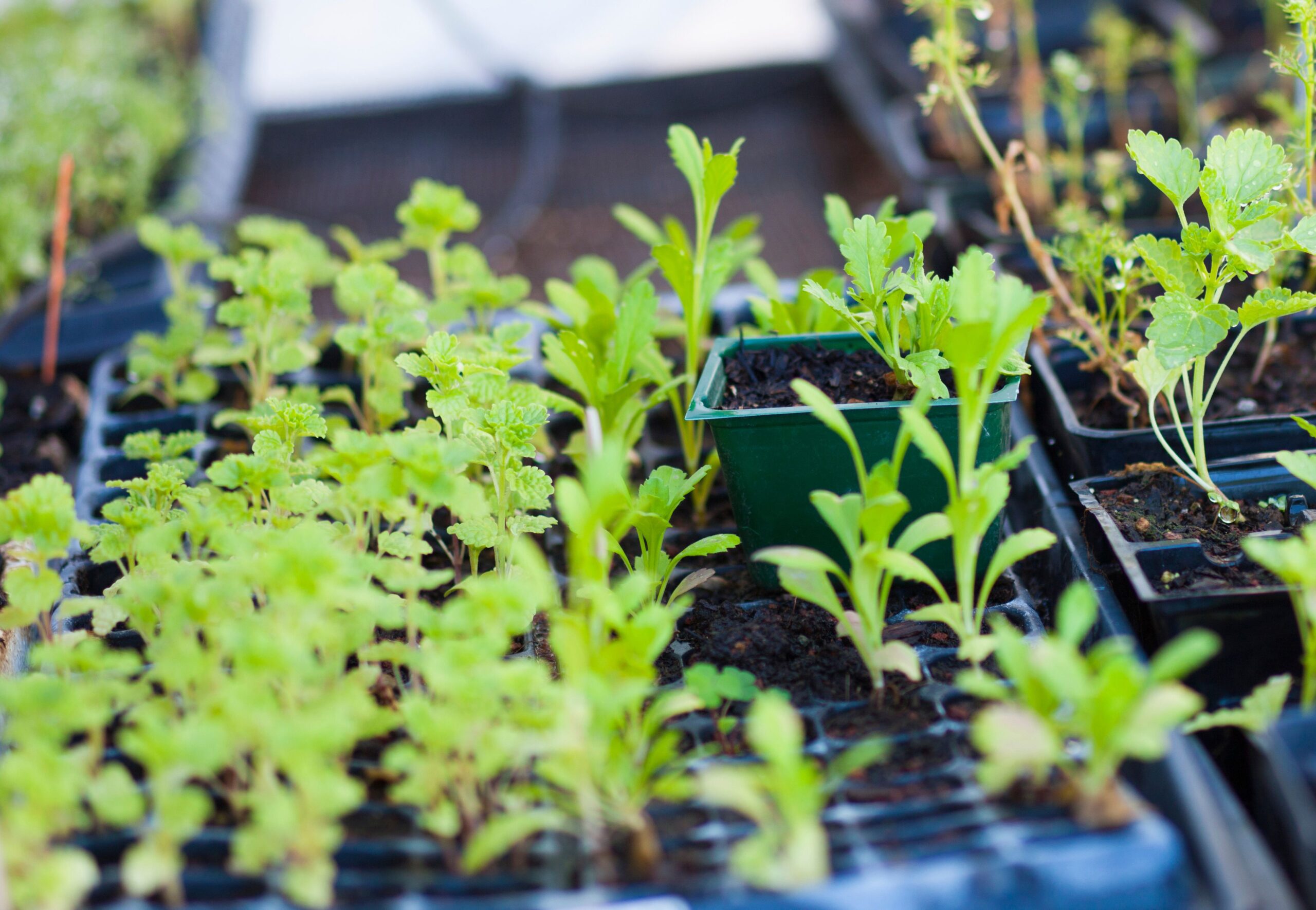 How and When to Transplant Starter Trays of Seedlings for Optimal Growth