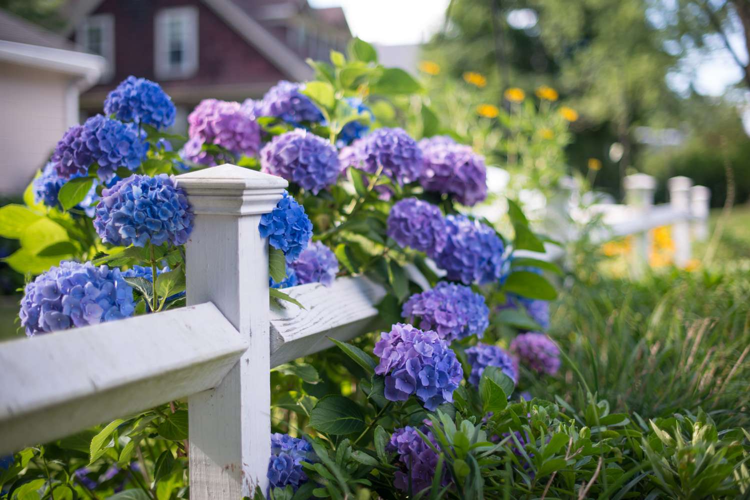 How to Propagate Hydrangeas for an Endless Supply of Spring and Summer Blooms