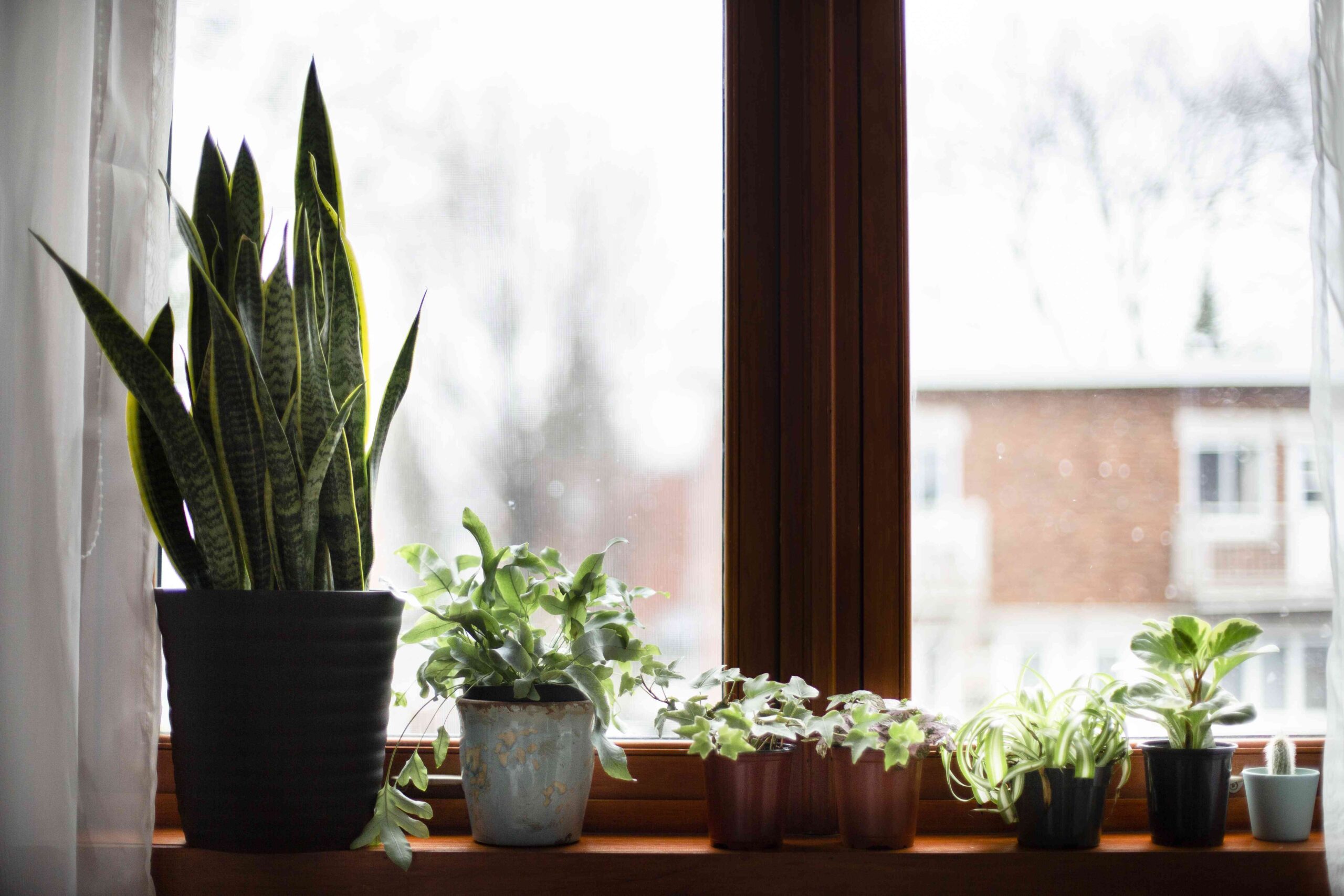 Only Have North-Facing Windows? 8 Plants That Would Thrive on Your Sill