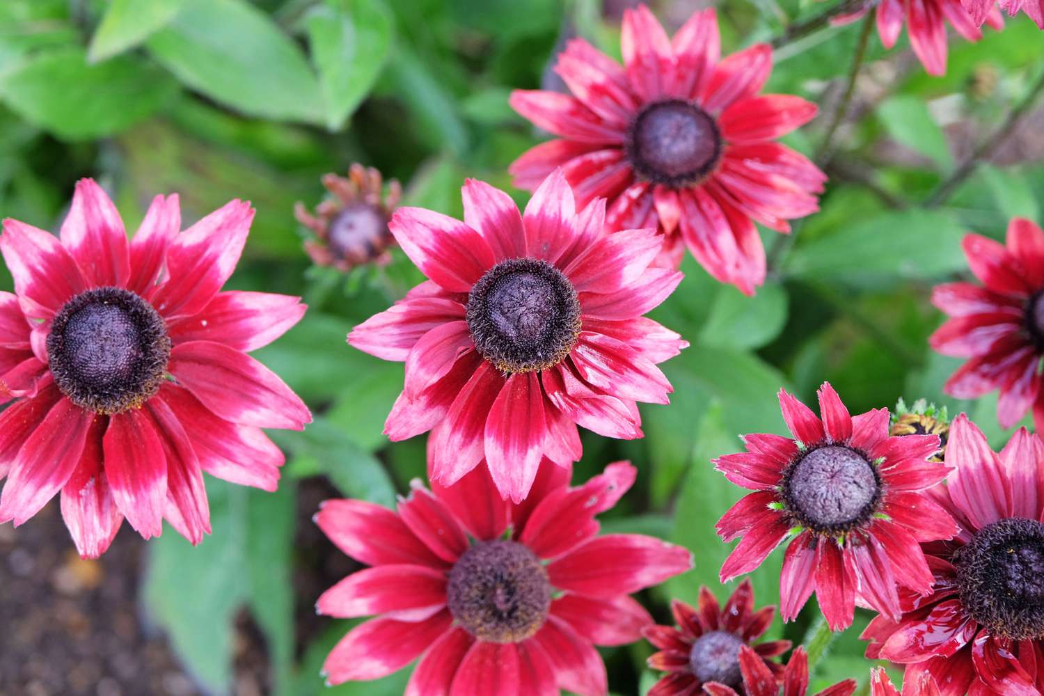 10 Best Flowers to Grow From Seed for a Vibrant, Budget-Friendly Garden