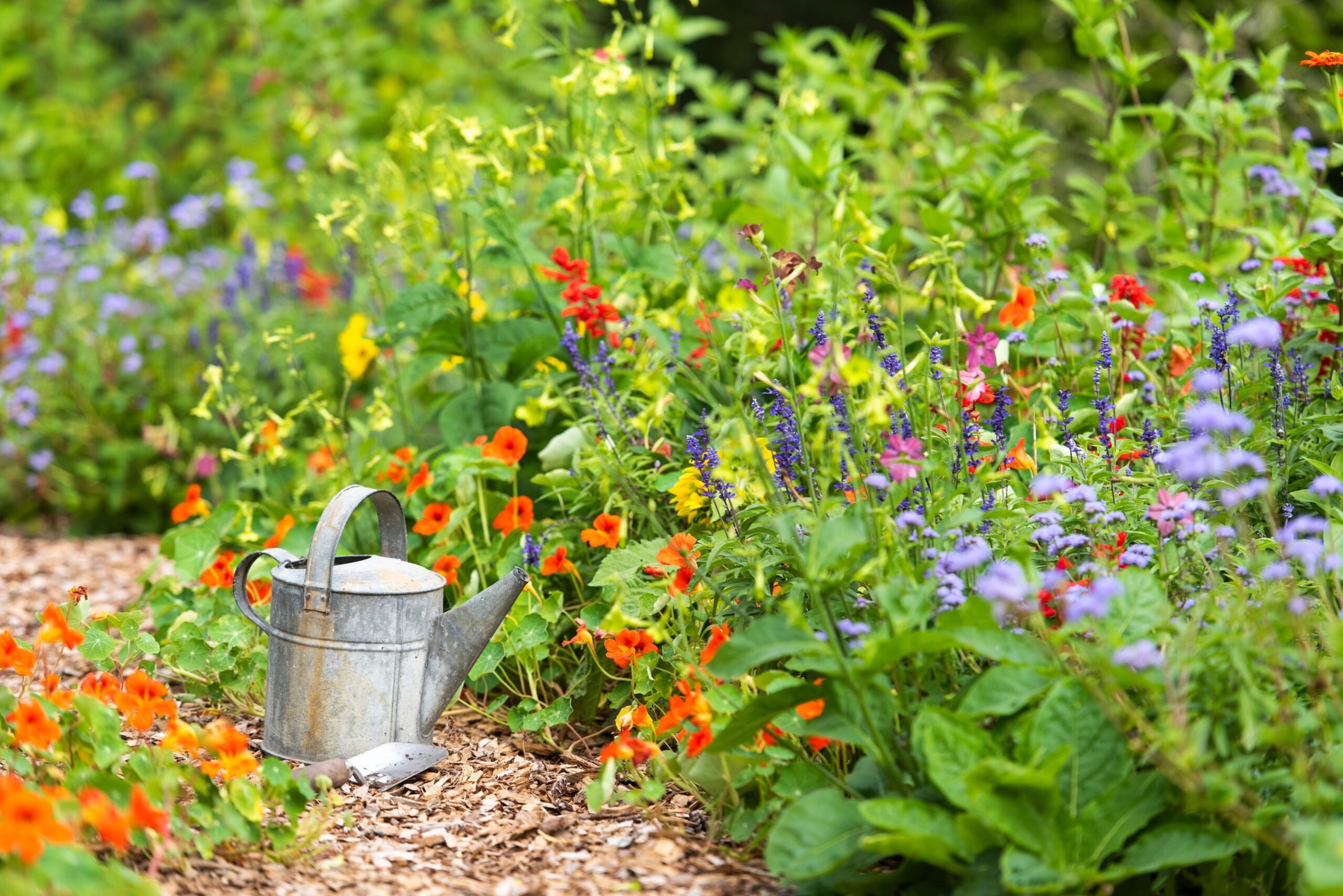 10 Companion Plants That Grow Better with Nasturtiums