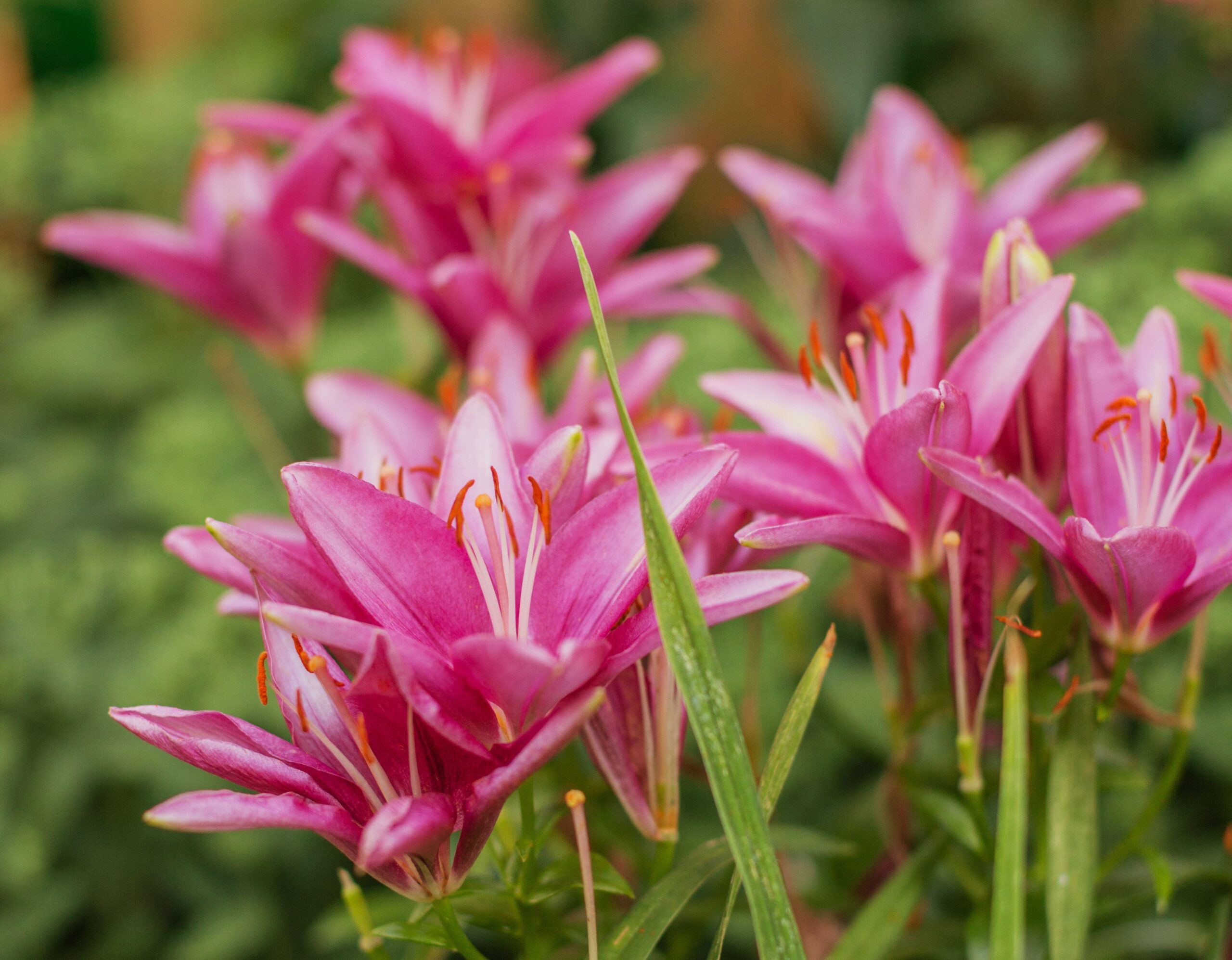 10 Plants You Should Never Divide in Spring