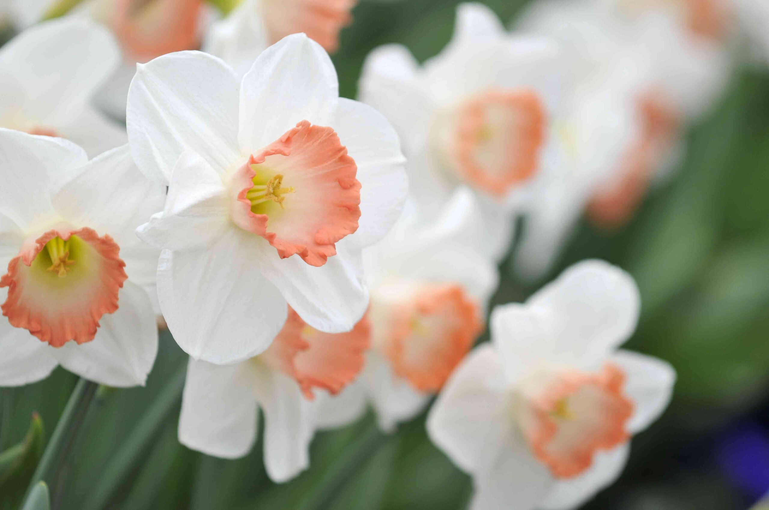 10 Types of Pink Daffodils That Will Add a Pop of Color to Your Garden This Spring