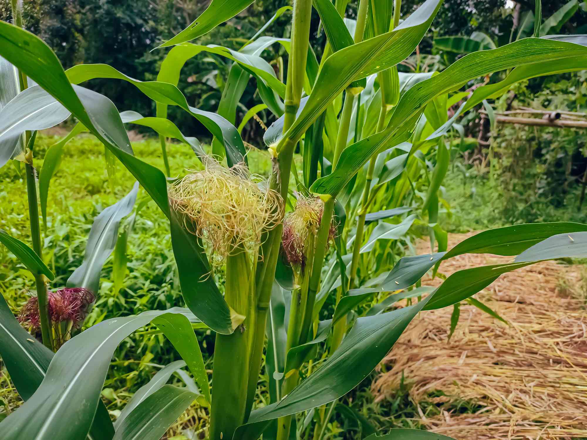 10 Vegetables That Are Surprisingly Difficult to Grow (and 6 to Try Instead!)