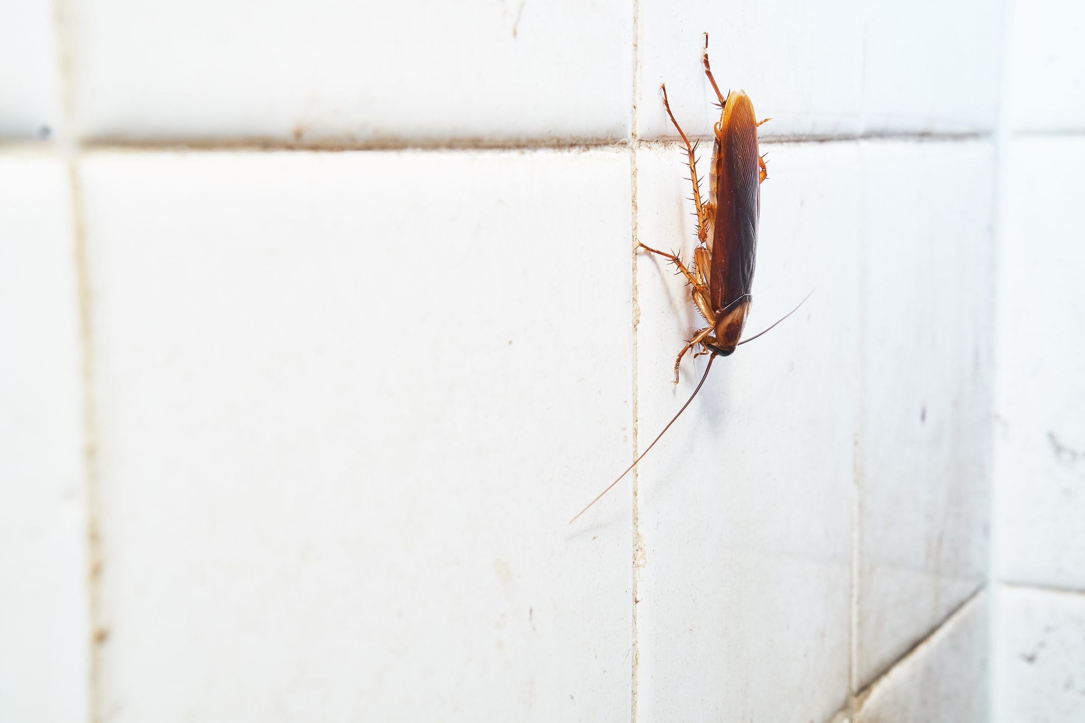 10 Ways to Get Rid of Cockroaches Fast Before They Infest Your Home