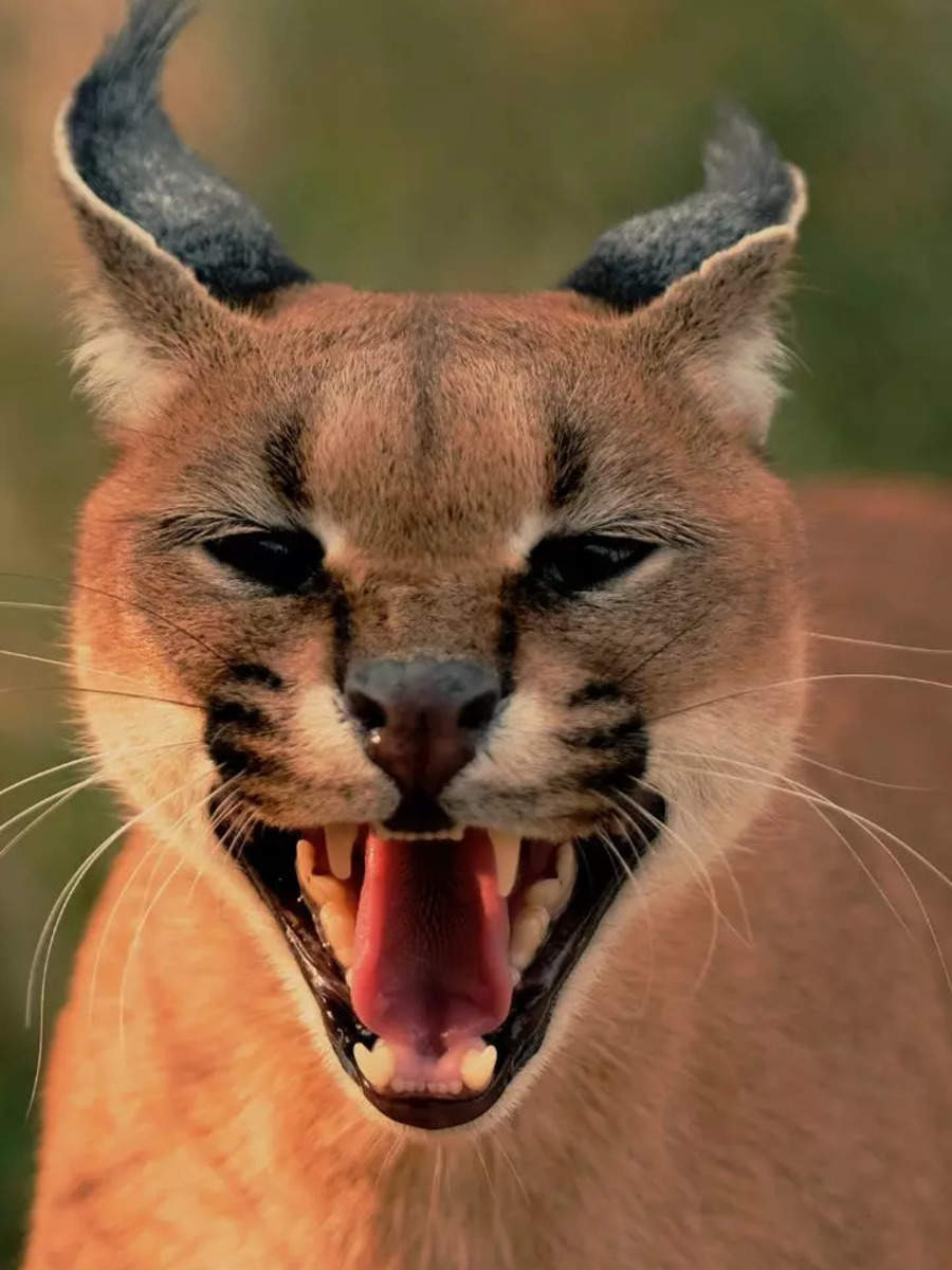 10 most wild and vicious members of the wild cat family