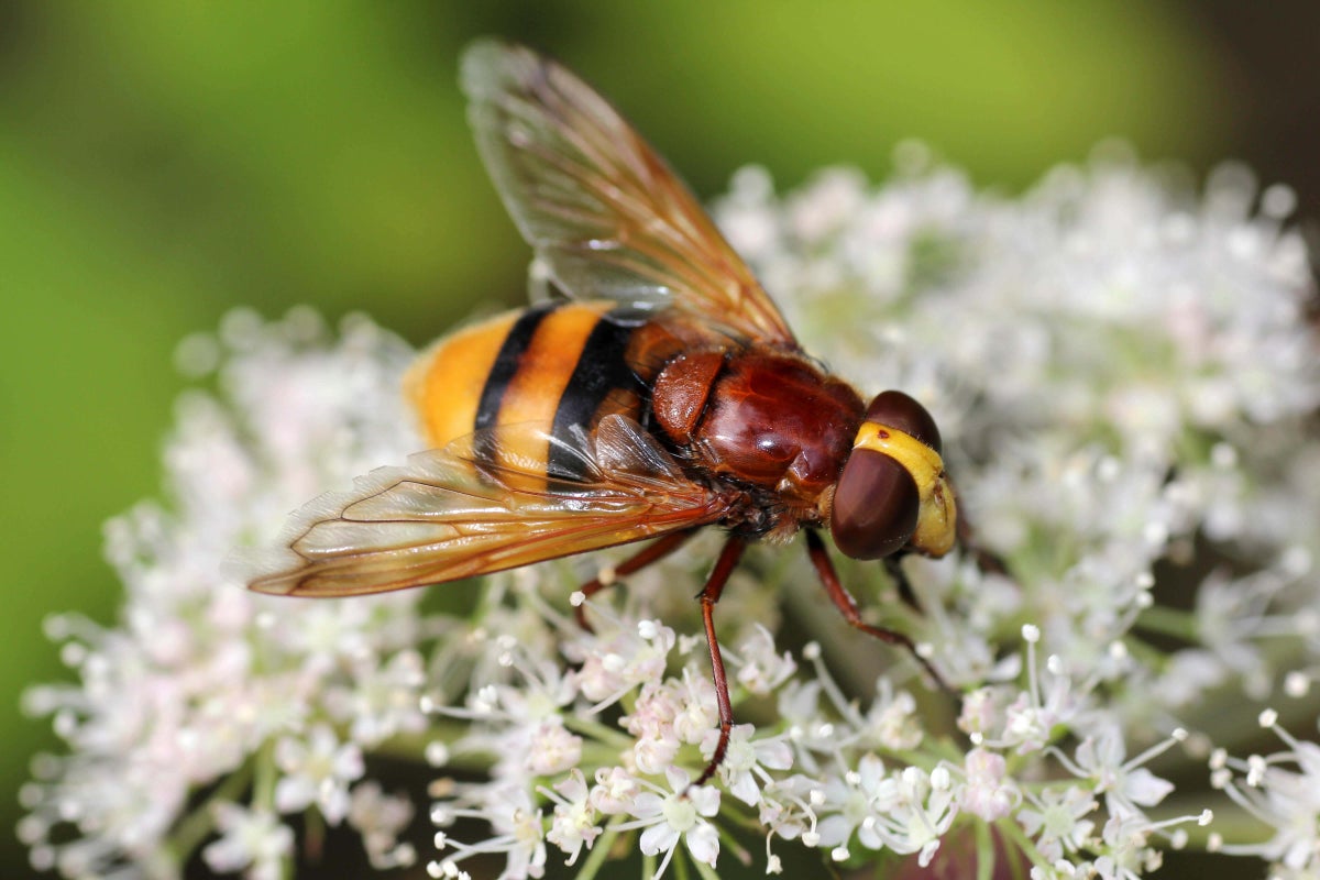 10 things you didn’t know about hoverflies