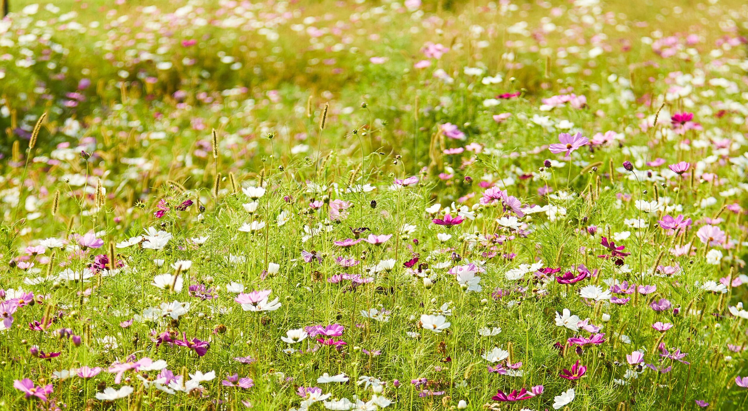 11 Colorful Wildflowers to Grow in Your Garden, According to an Expert