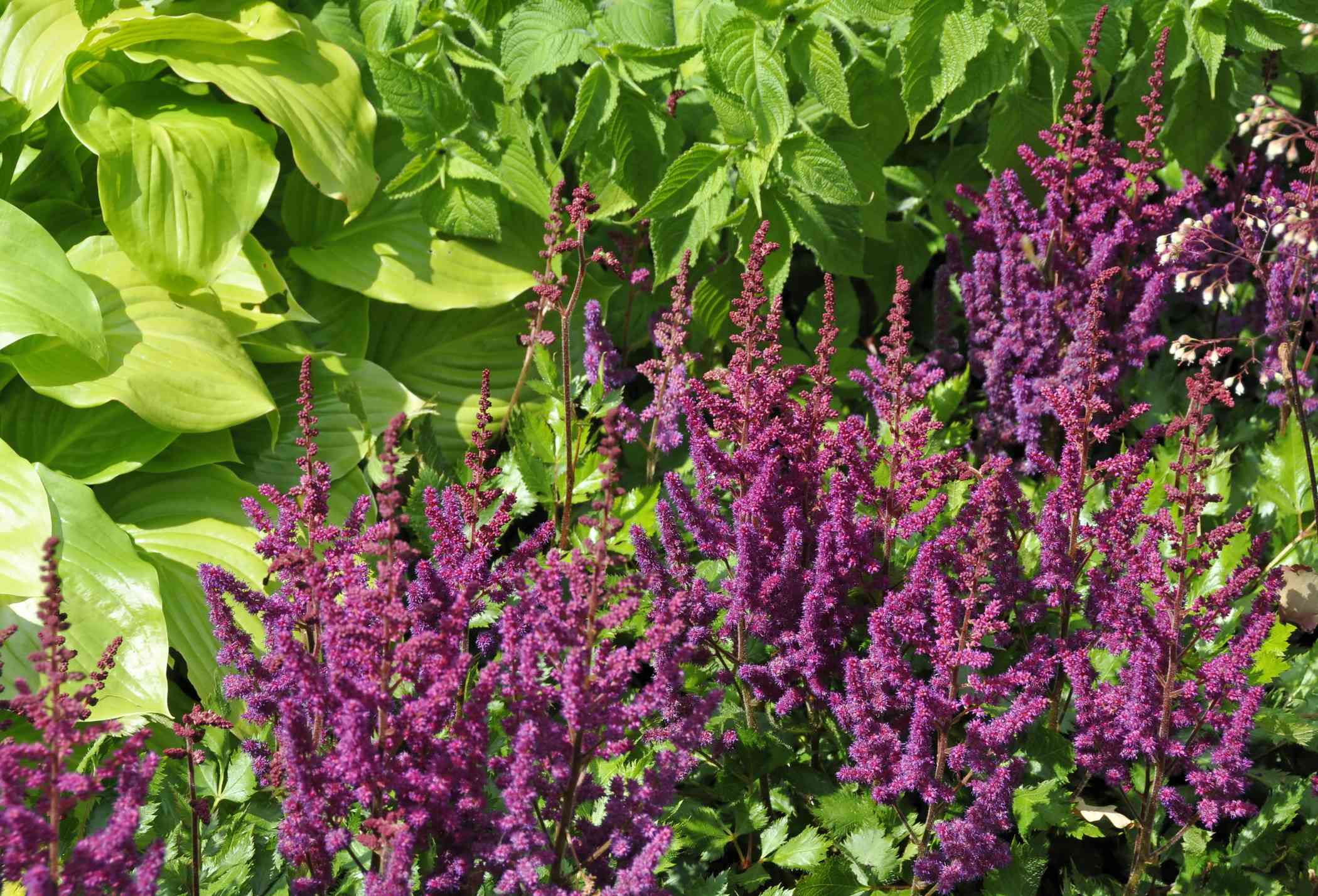 12 Astilbe Companion Plants to Grow for a Healthier Shade Garden This Season