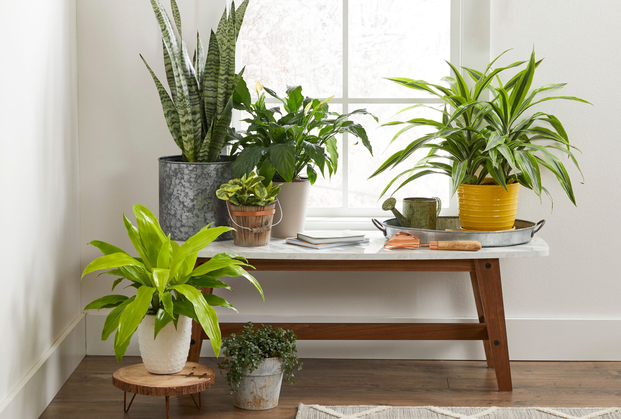 14 Best Plants for Boosting Your Home's Feng Shui, According to Experts