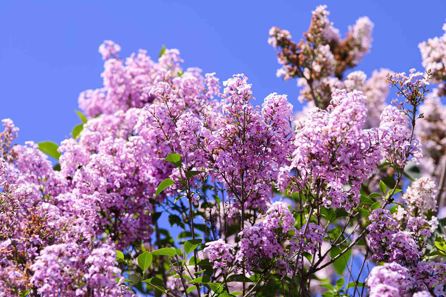 14 Plants and Flowers That Flourish in Clay Soils, According to Gardening Experts