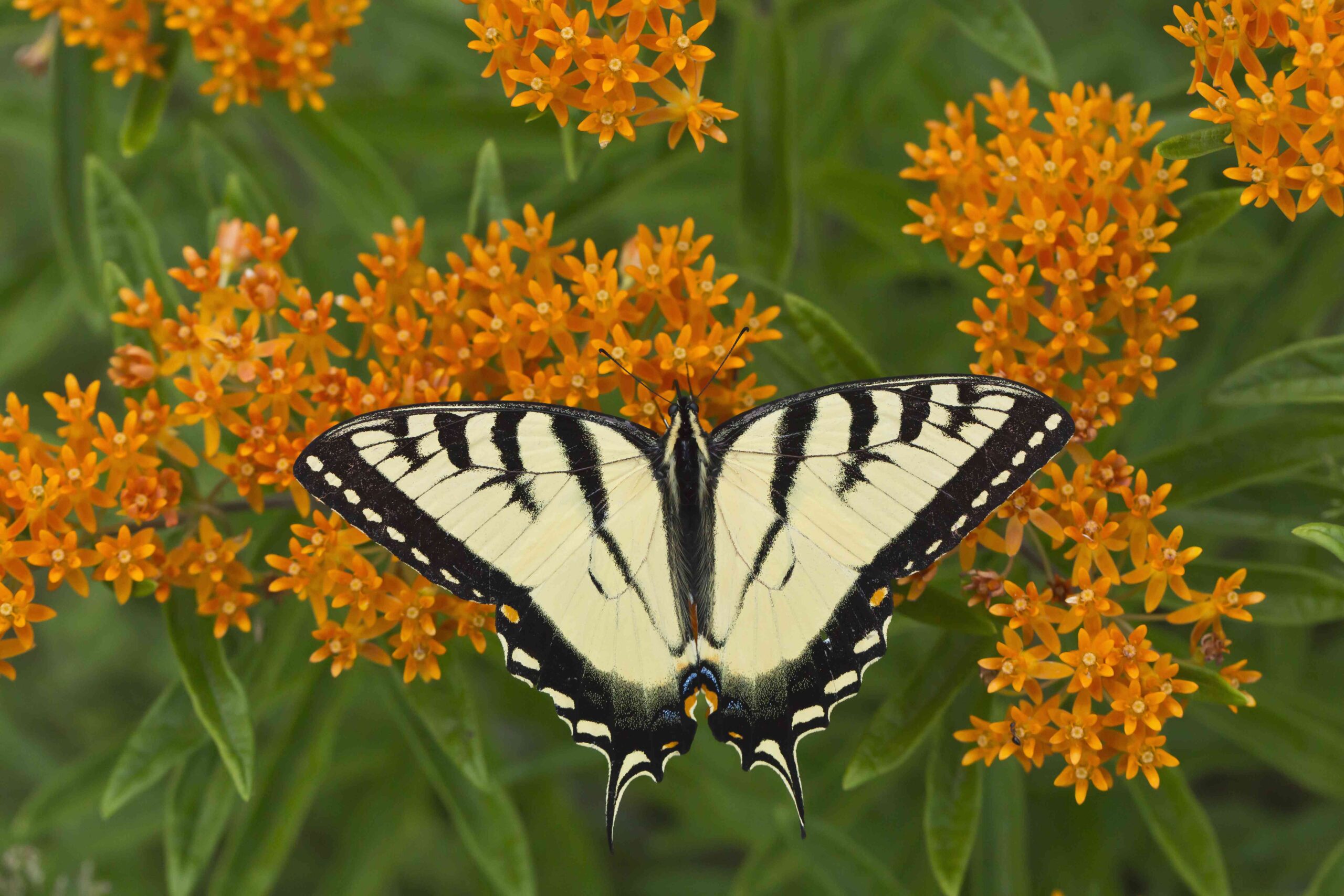 15 Low-Maintenance Plants That Actually Thrive in Poor Soil