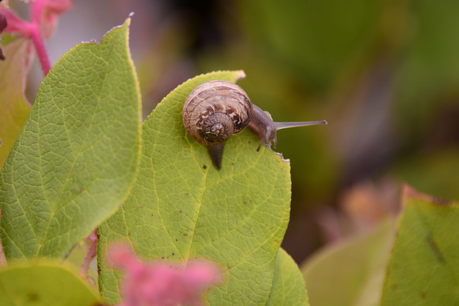 5 Best Ways to Keep Slugs and Snails Out of Your Garden, According to Pest and Plant Pros