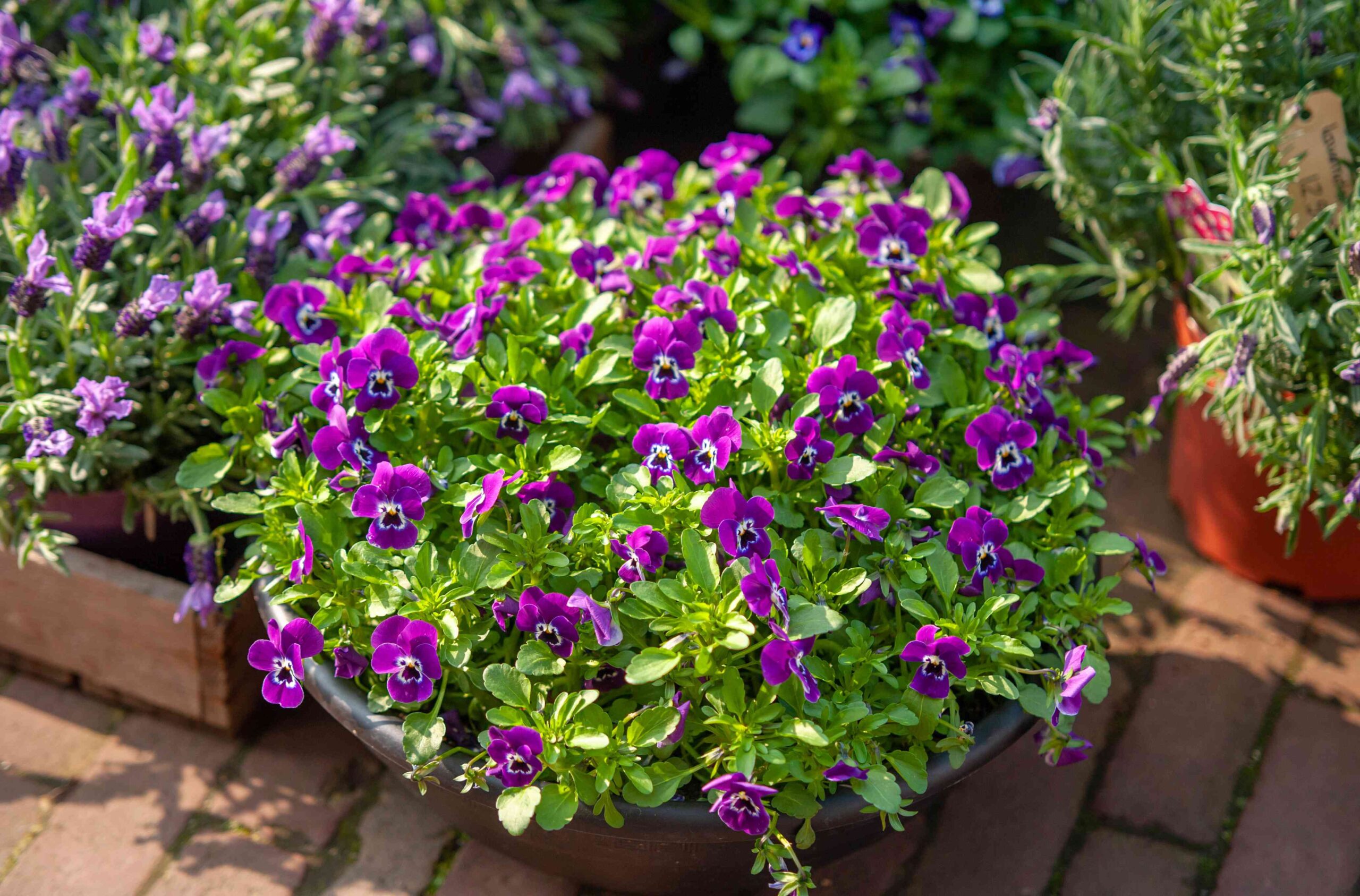 5 Gorgeous Plants You'll See in Everyone's Spring Container Gardens This Year