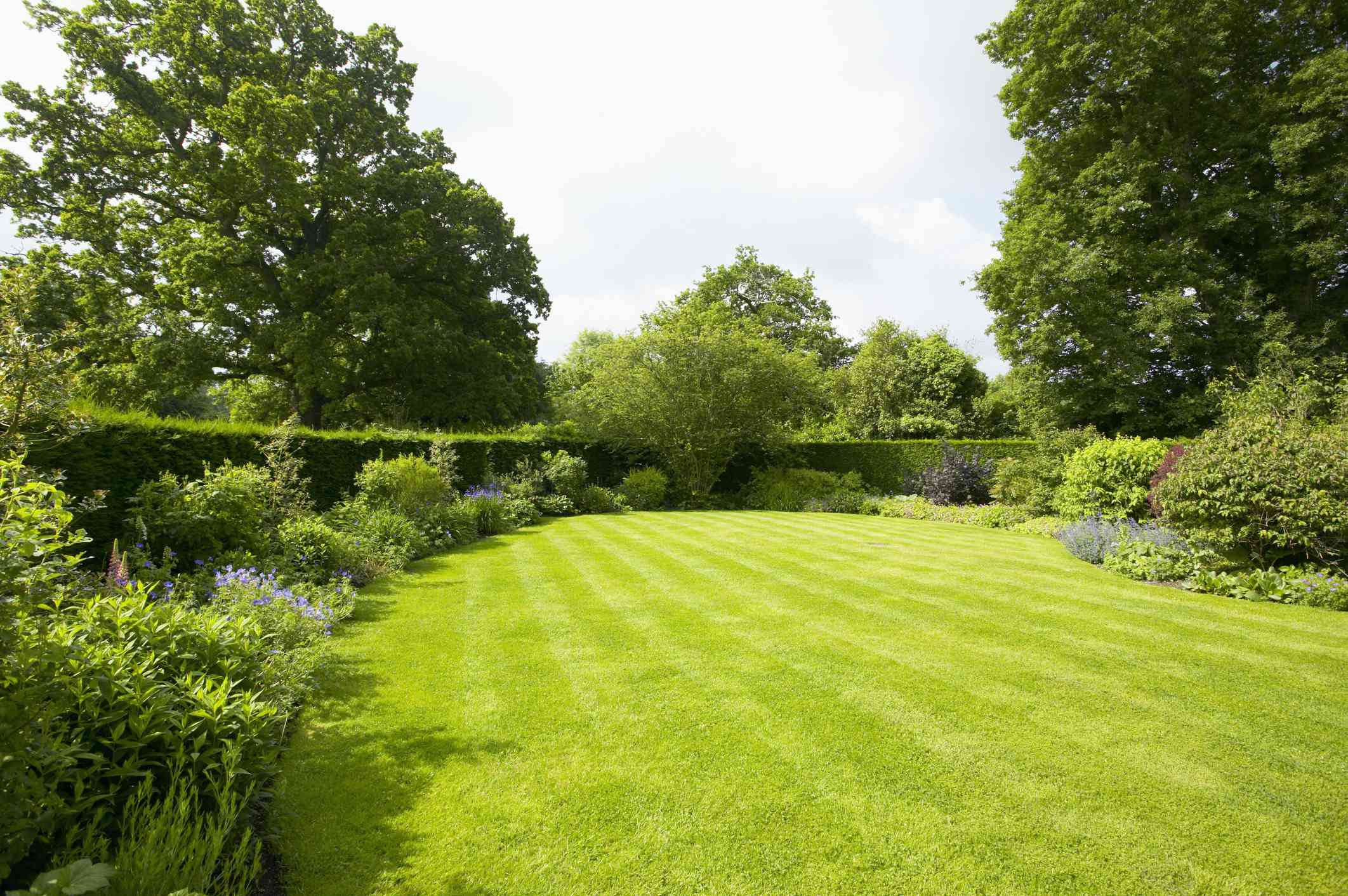 5 Tips for Growing a Lush, Green Lawn This Spring Like a Pro