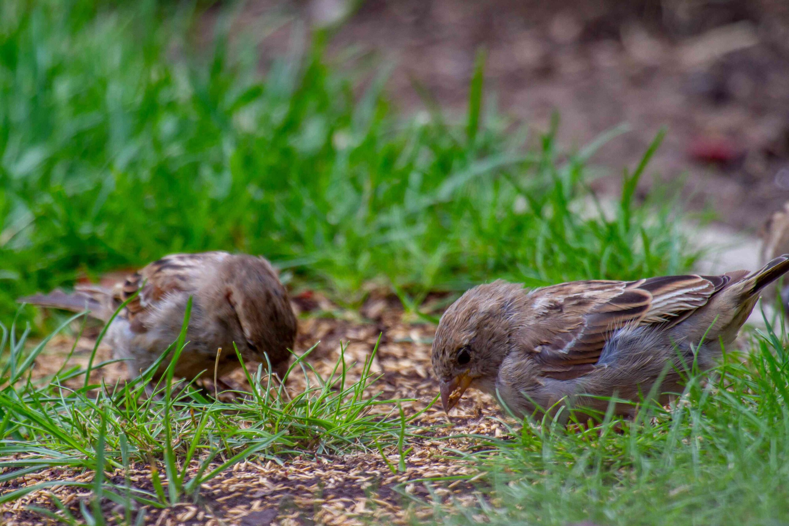 5 Ways to Stop Birds From Eating Grass Seed This Spring, According to Lawn Pros