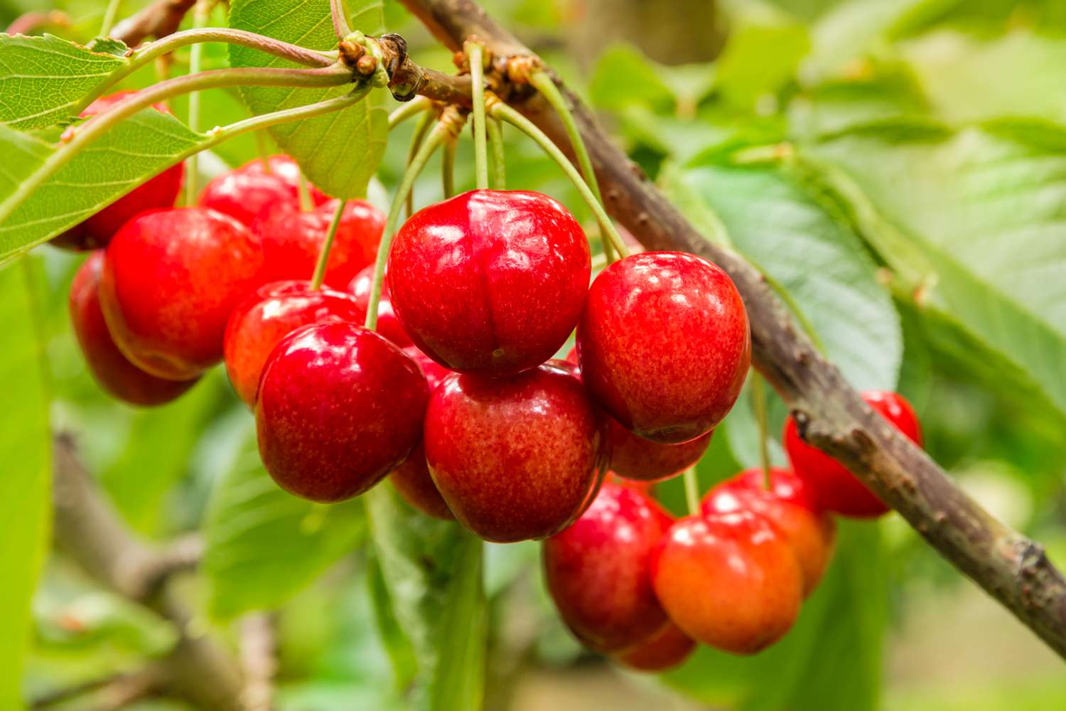 6 Fruit Trees You Should Never Grow From Seed, According to Gardening Experts