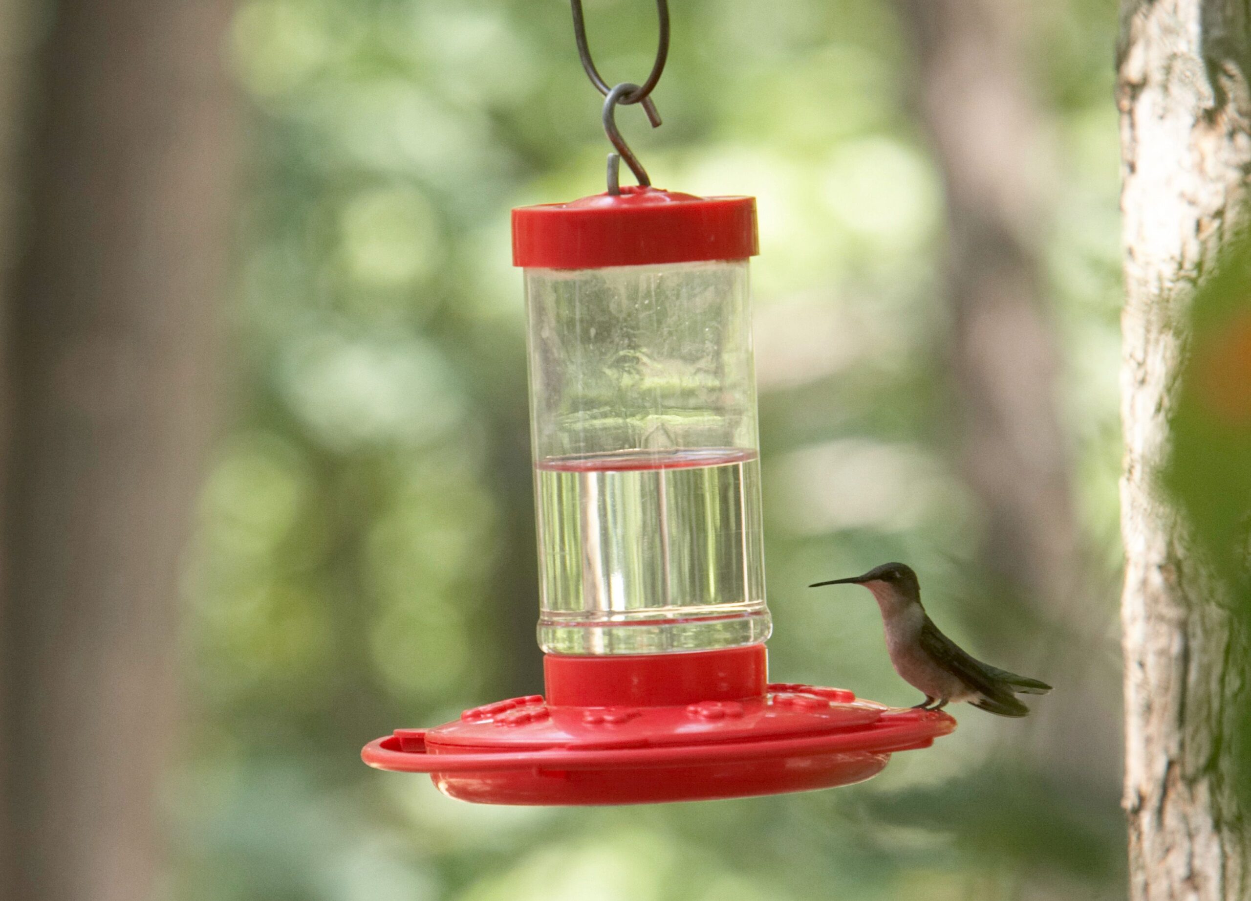 7 Common Mistakes to Avoid with Your Hummingbird Feeder, According to Experts