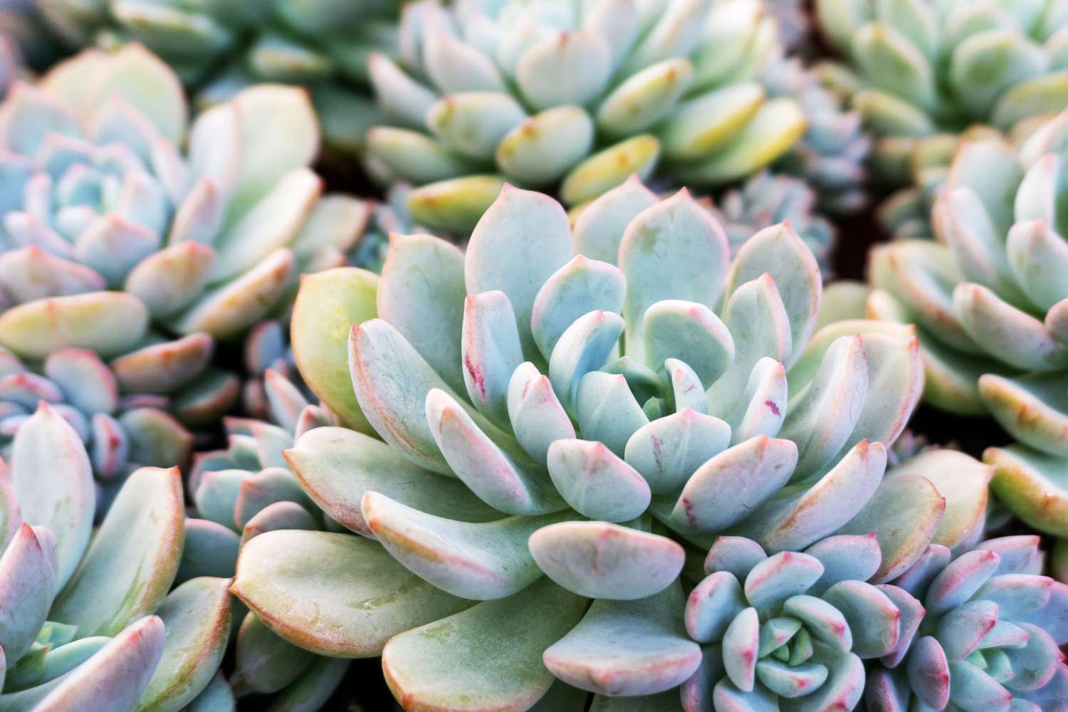 7 Low-Maintenance Succulents That Are a Breeze to Propagate