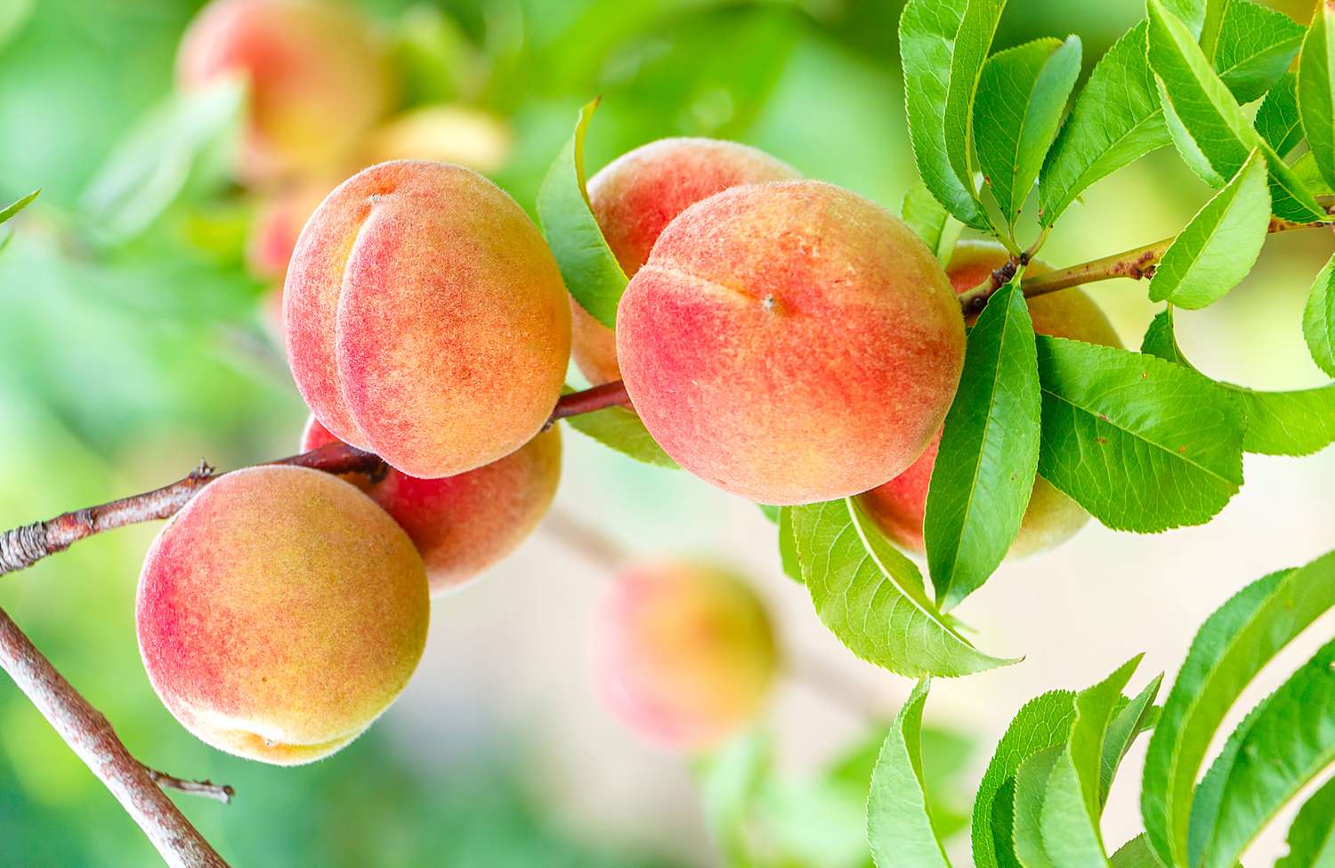 7 Plants You Should Never Grow Next to Fruit Trees, According to Gardening Experts