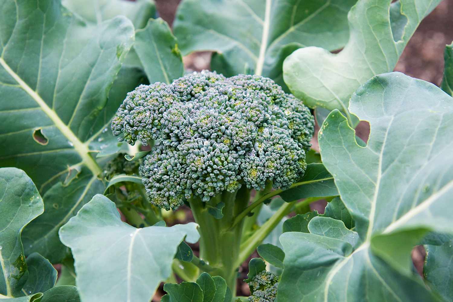 7 Plants to Never Grow Next to Broccoli, According to Gardening Experts