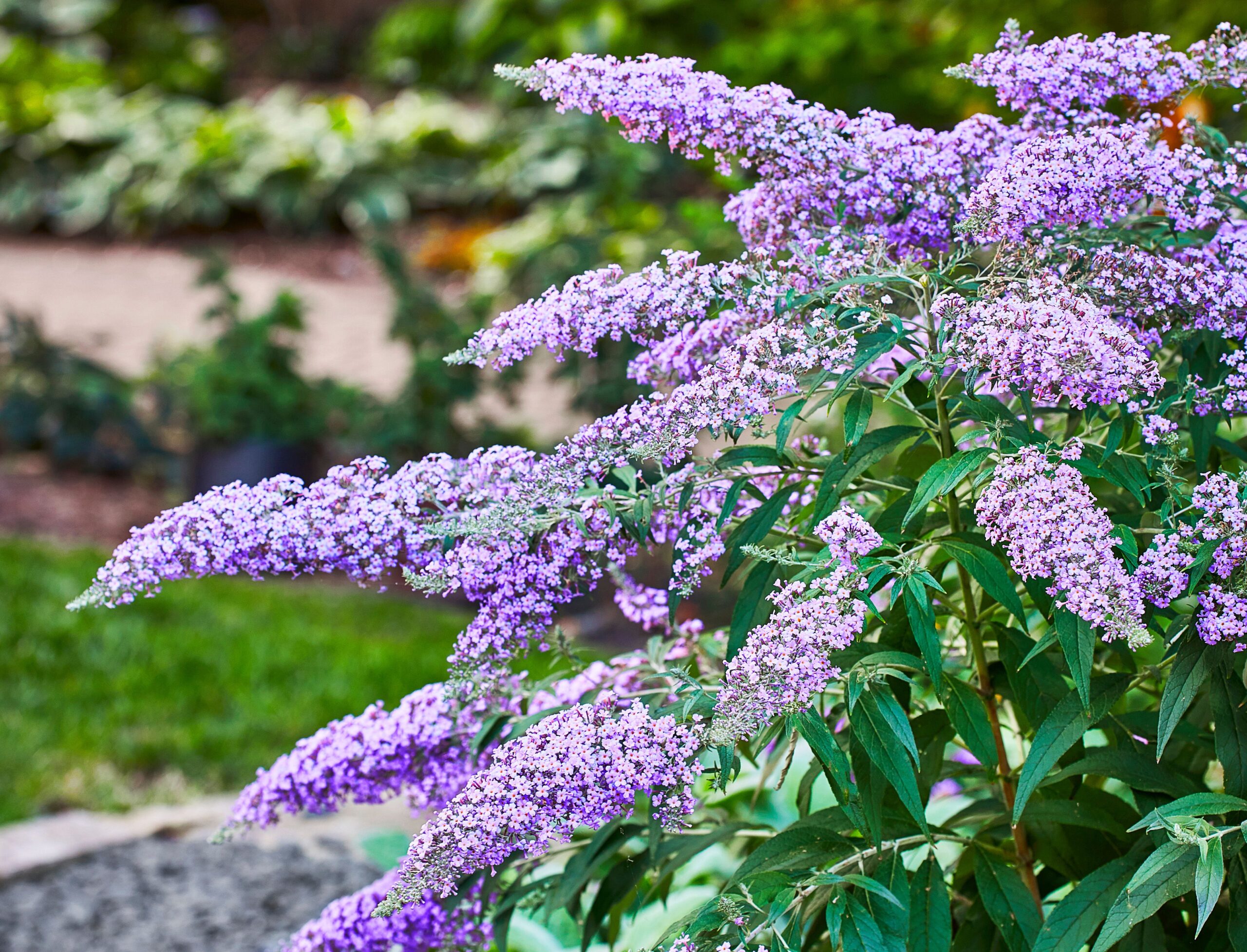 7 Tips for Pruning a Butterfly Bush to Boost Flowering