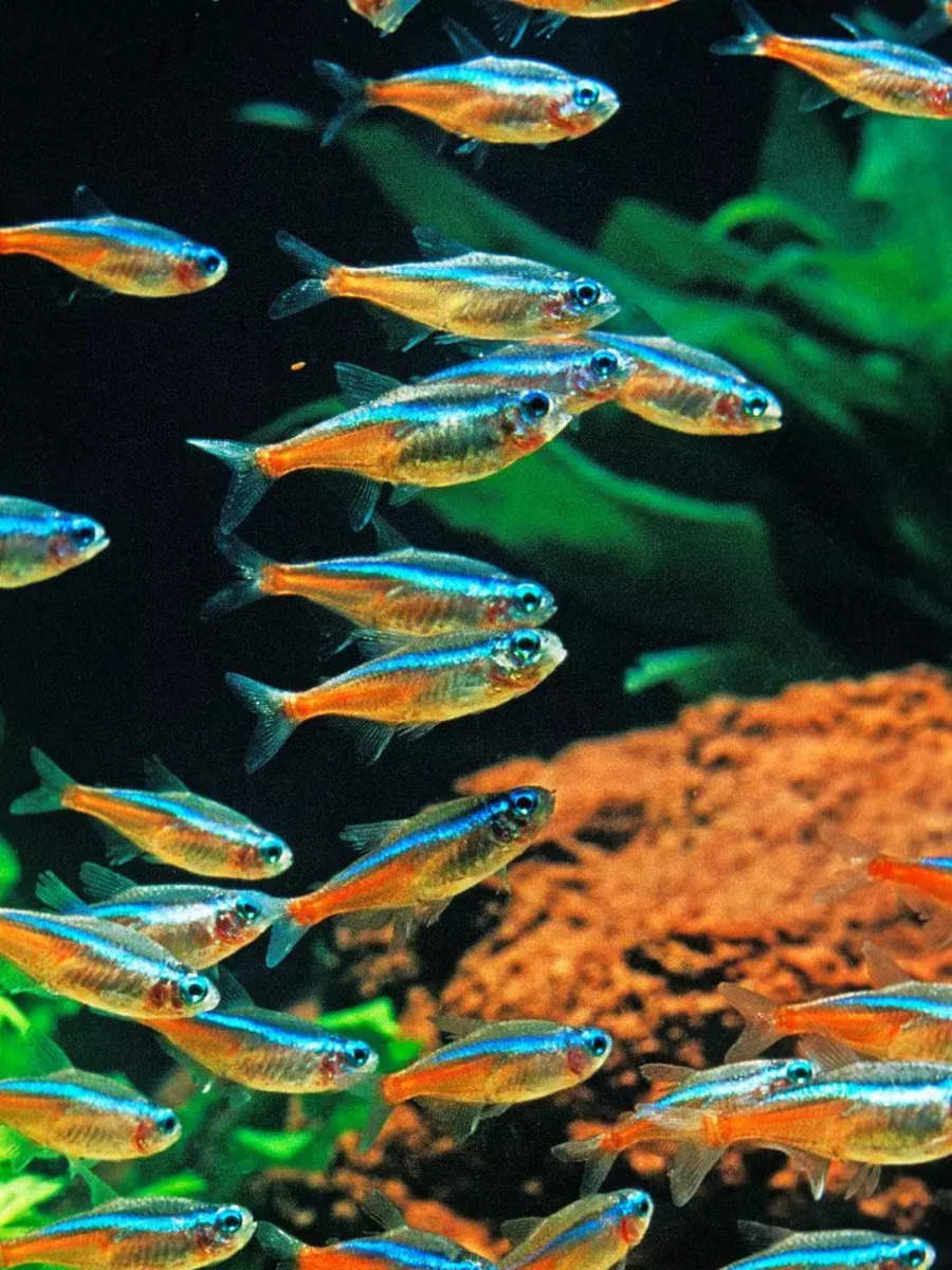 8 beautiful freshwater fish for beginners that should be kept in groups