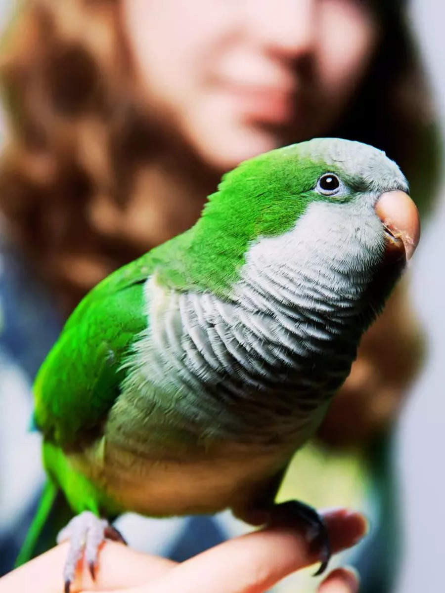 8 intelligent pet birds that can talk and form deep bonds with humans