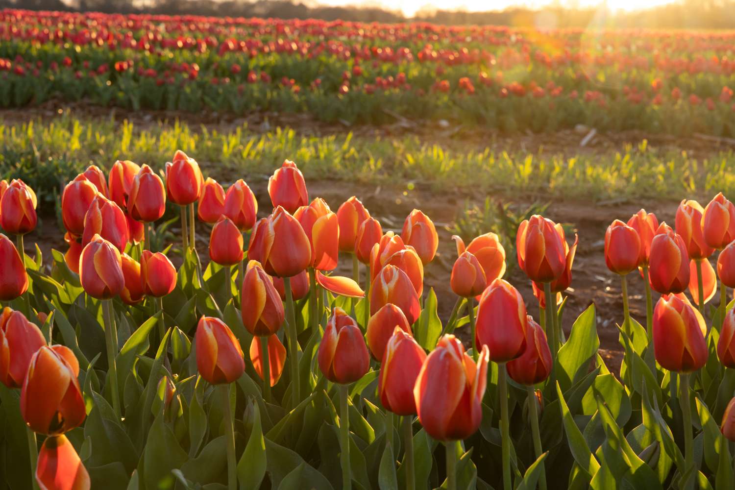 Alabama's Largest You-Pick Tulip Farm Could Pass For The Netherlands