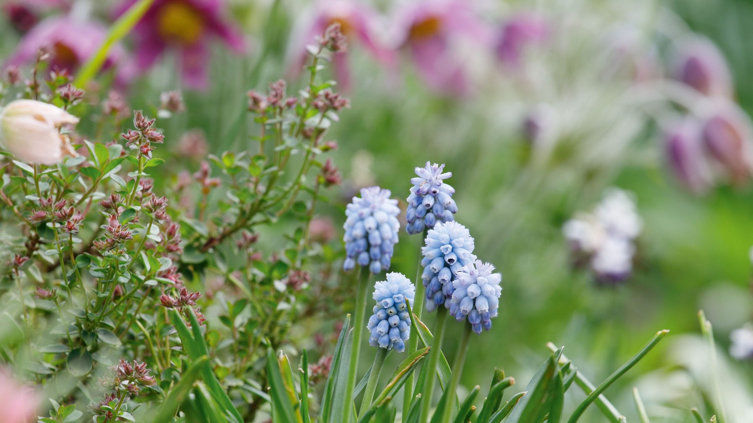 All about the pretty spring flower muscari, according to the owner of their National Collection