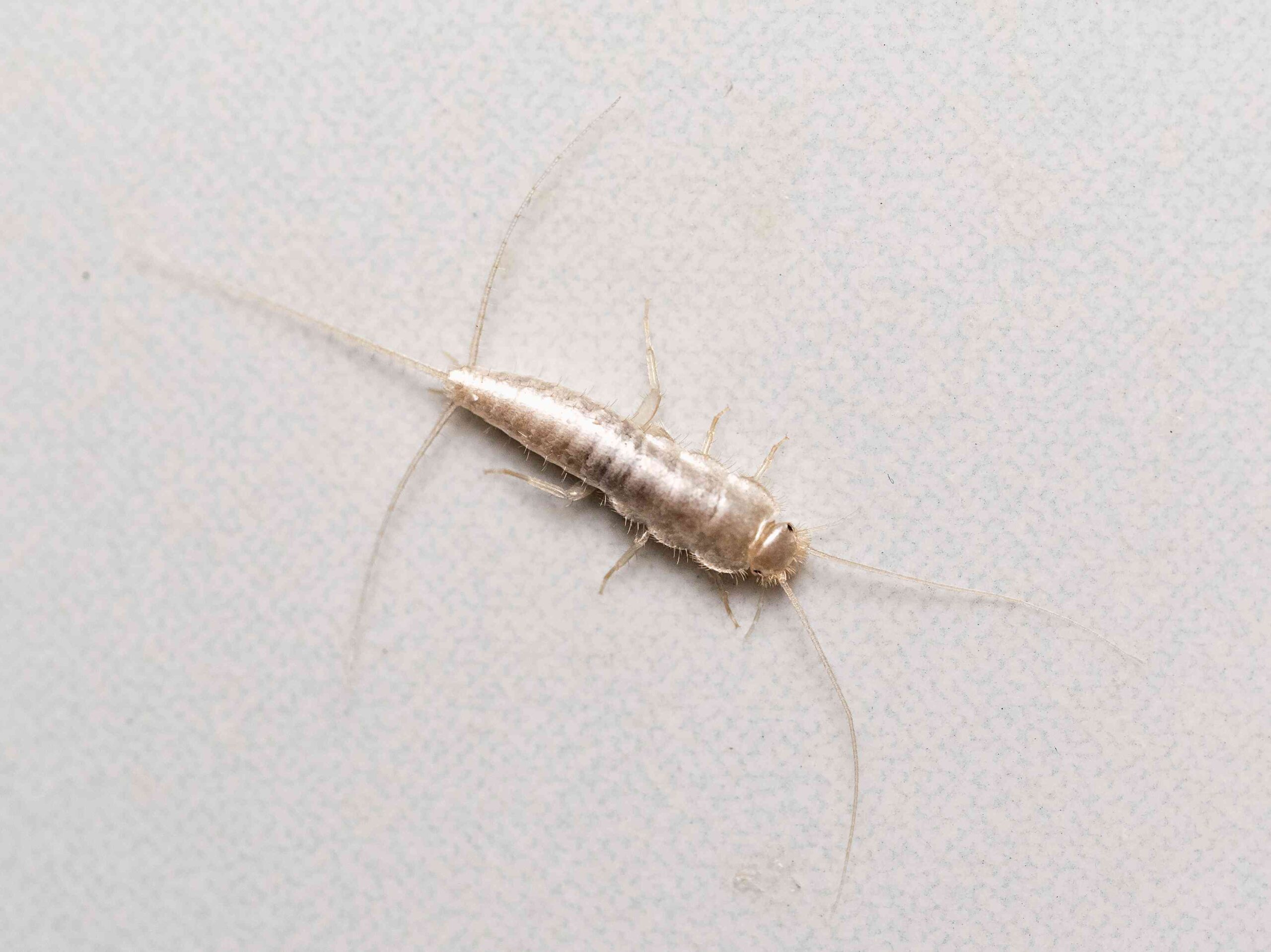 Are Mothballs the Secret to Keeping Silverfish Away? We Asked Pest Pros for Answers