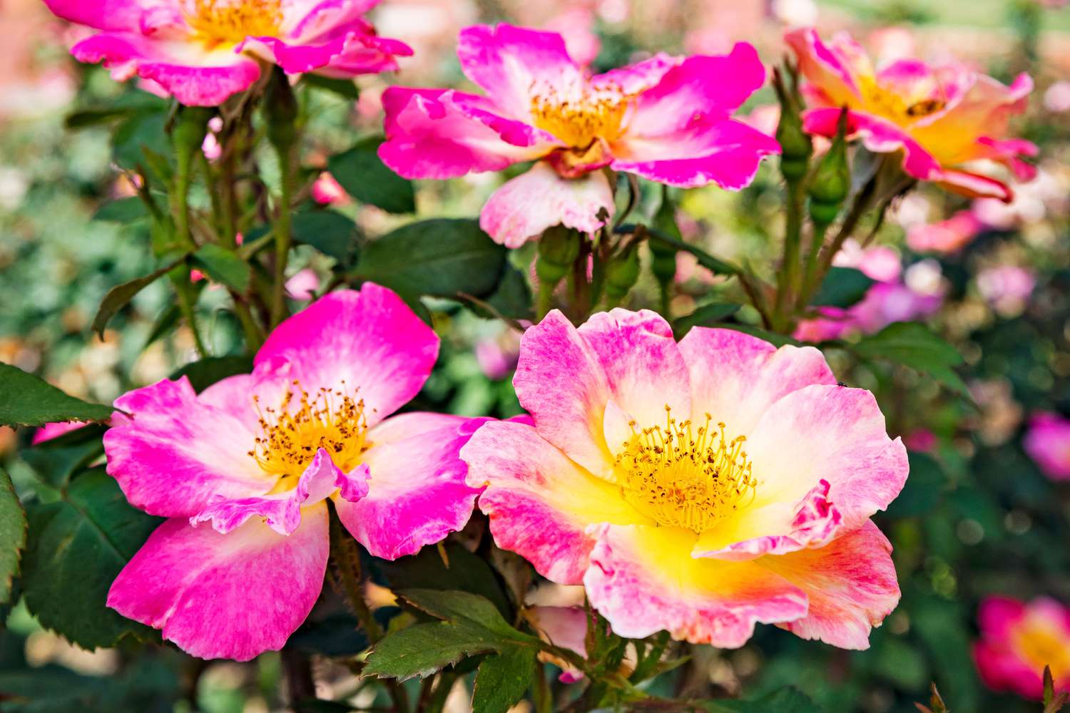 Don't Miss The Most Impressive Roses In Bloom At The Birmingham Botanical Gardens