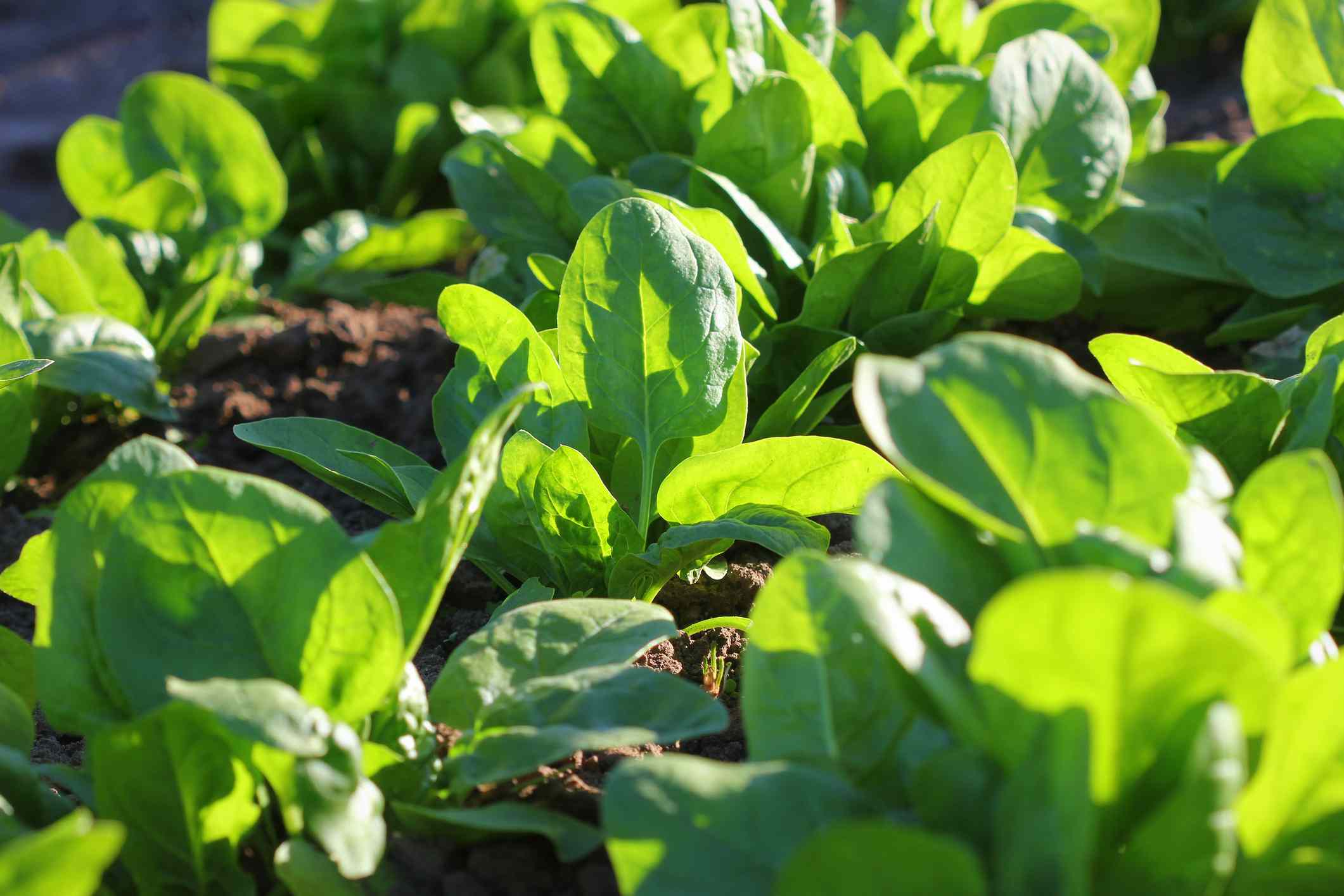 Don't Plant Your Spinach Without These 15 Companion Plants Nearby for a Better Season