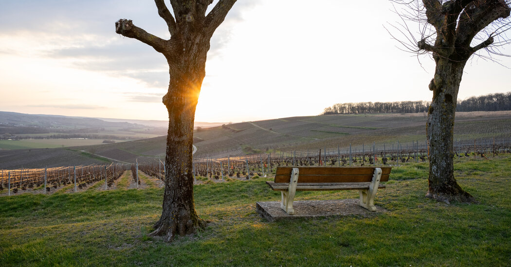 Fear of Trump’s Tariffs Ripples Through France’s Champagne Region