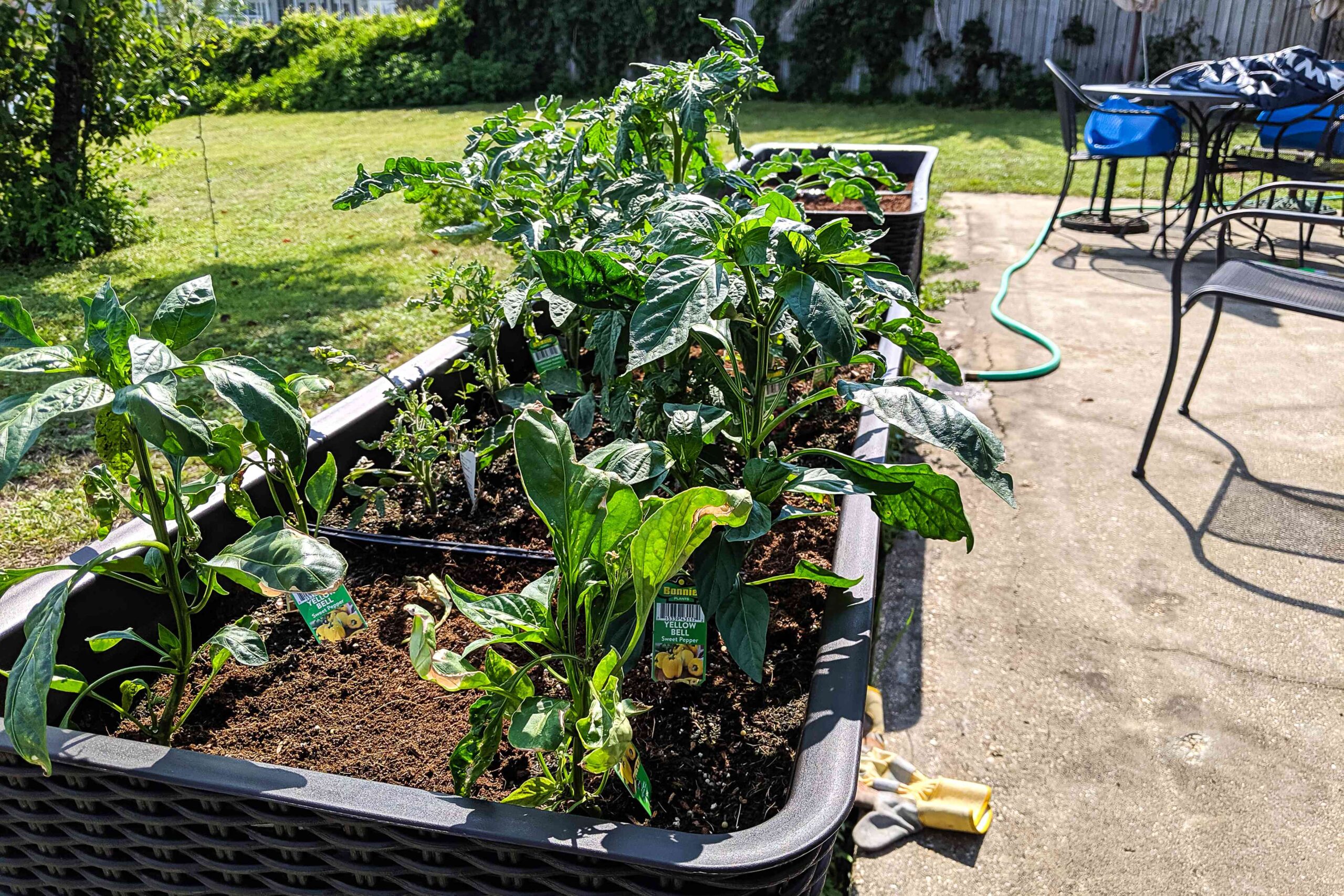 Florida's Sandy Soil Can't Stop Me: How This Raised Garden Bed Transformed My Garden