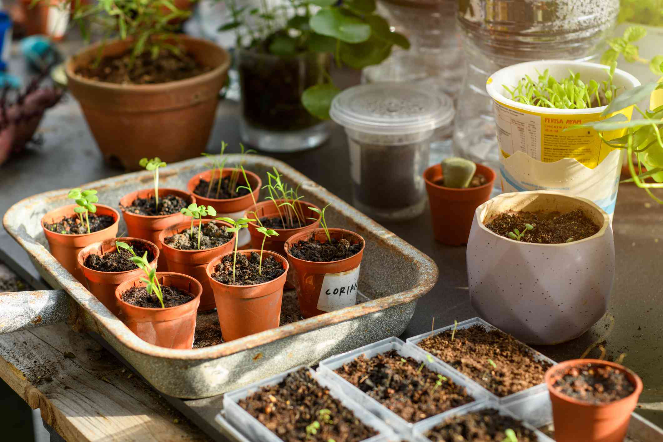 Gardeners Reveal the 12 Plants They Would Never Grow From Seed