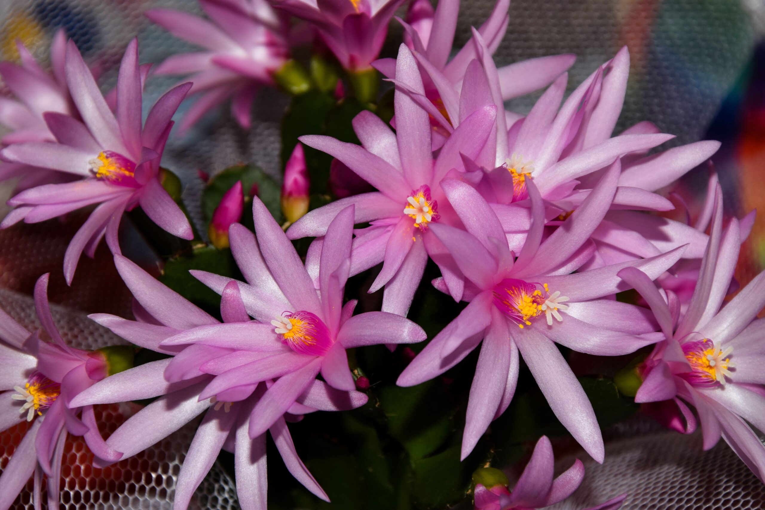 Get Your Easter Cactus to Bloom More with These 7 Must-Know Tips