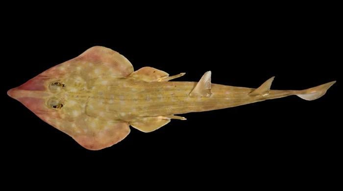 Guitar shark to octocoral: Scientists discover over 850 marine species