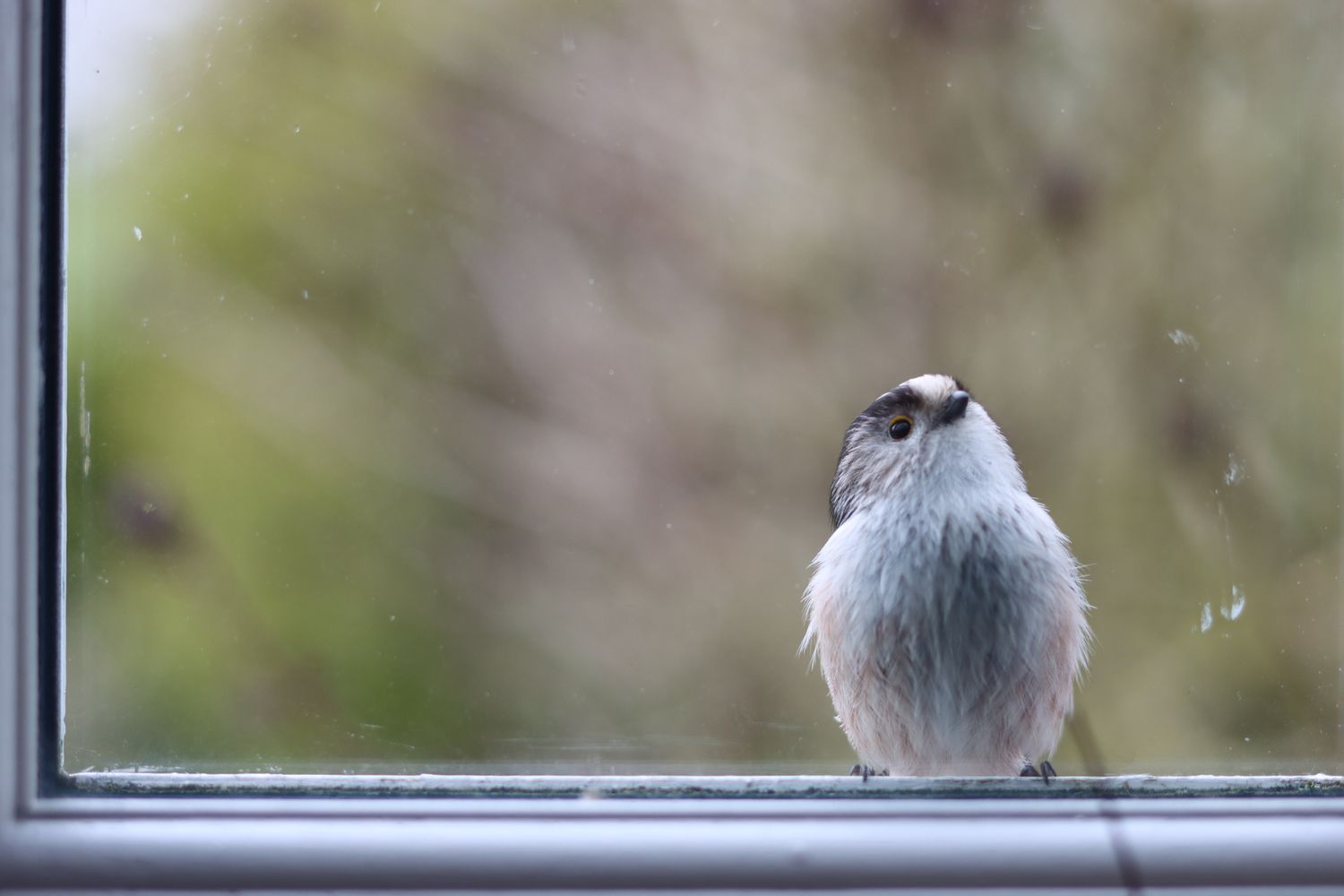 Here's How To Prevent Birds From Hitting Your Windows