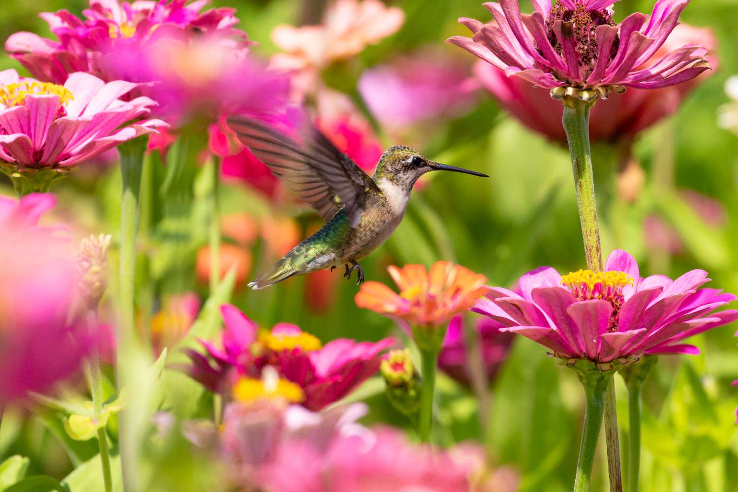 Here's When Hummingbirds Will Arrive in Your Area This Spring