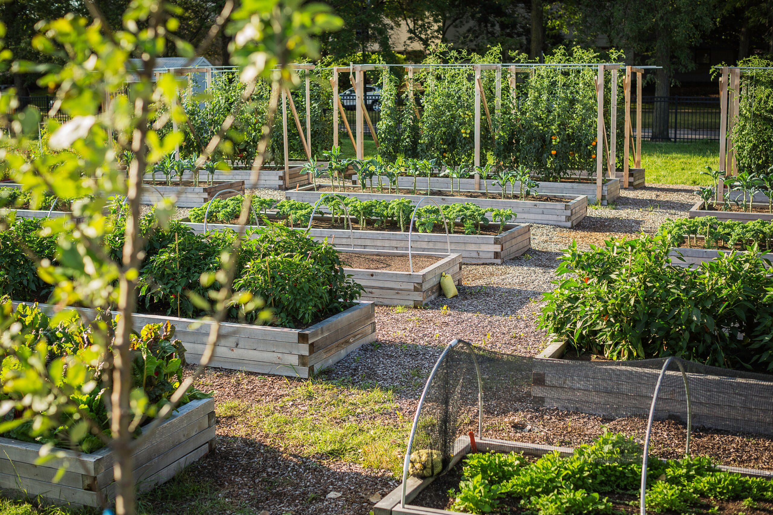 How Deep to Make Your Raised Garden Beds for Optimal Plant Growth