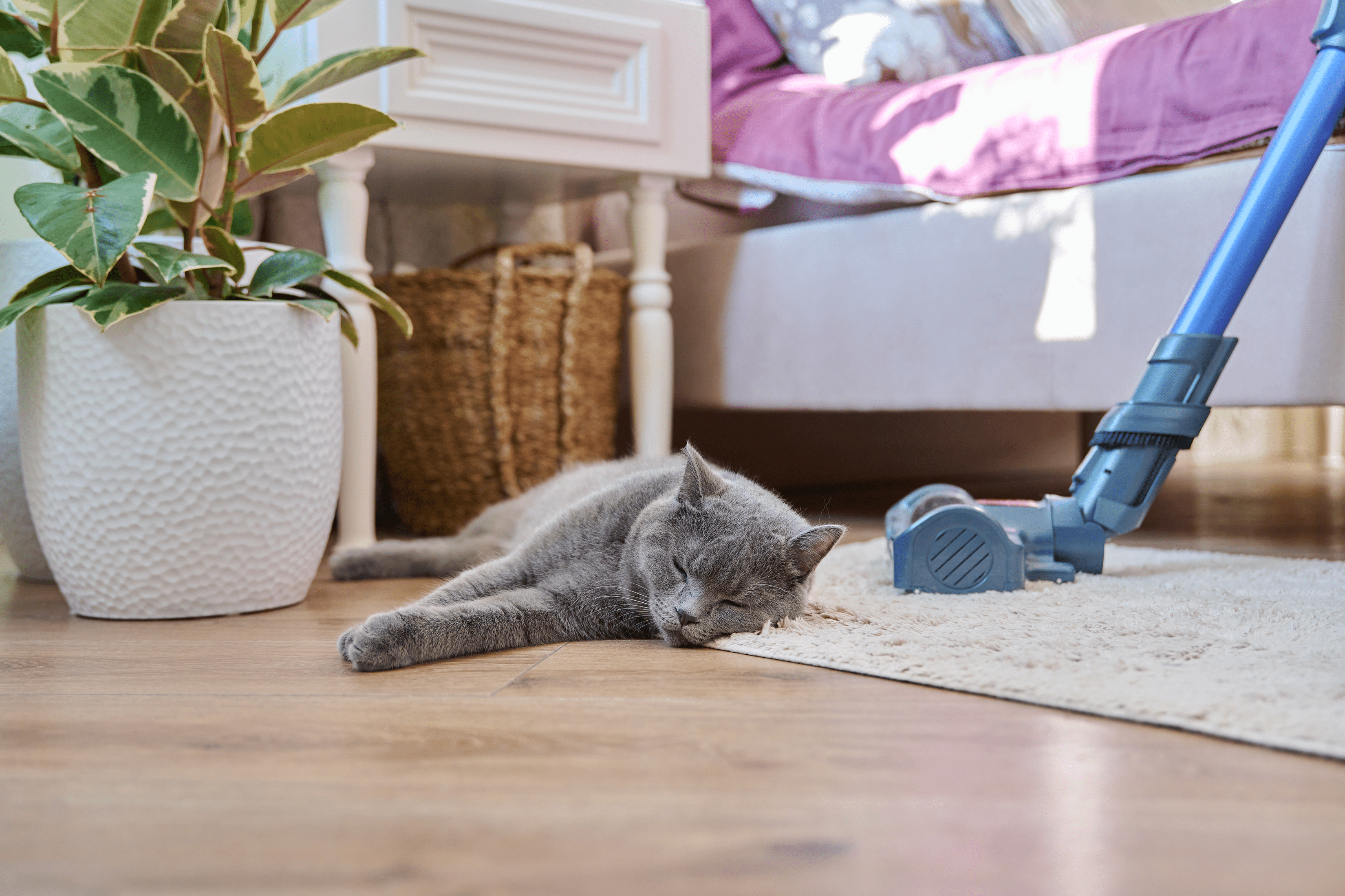 How Often to Clean Your Floors if You Have Pets (Plus 4 Tips for Keeping Them That Way!)