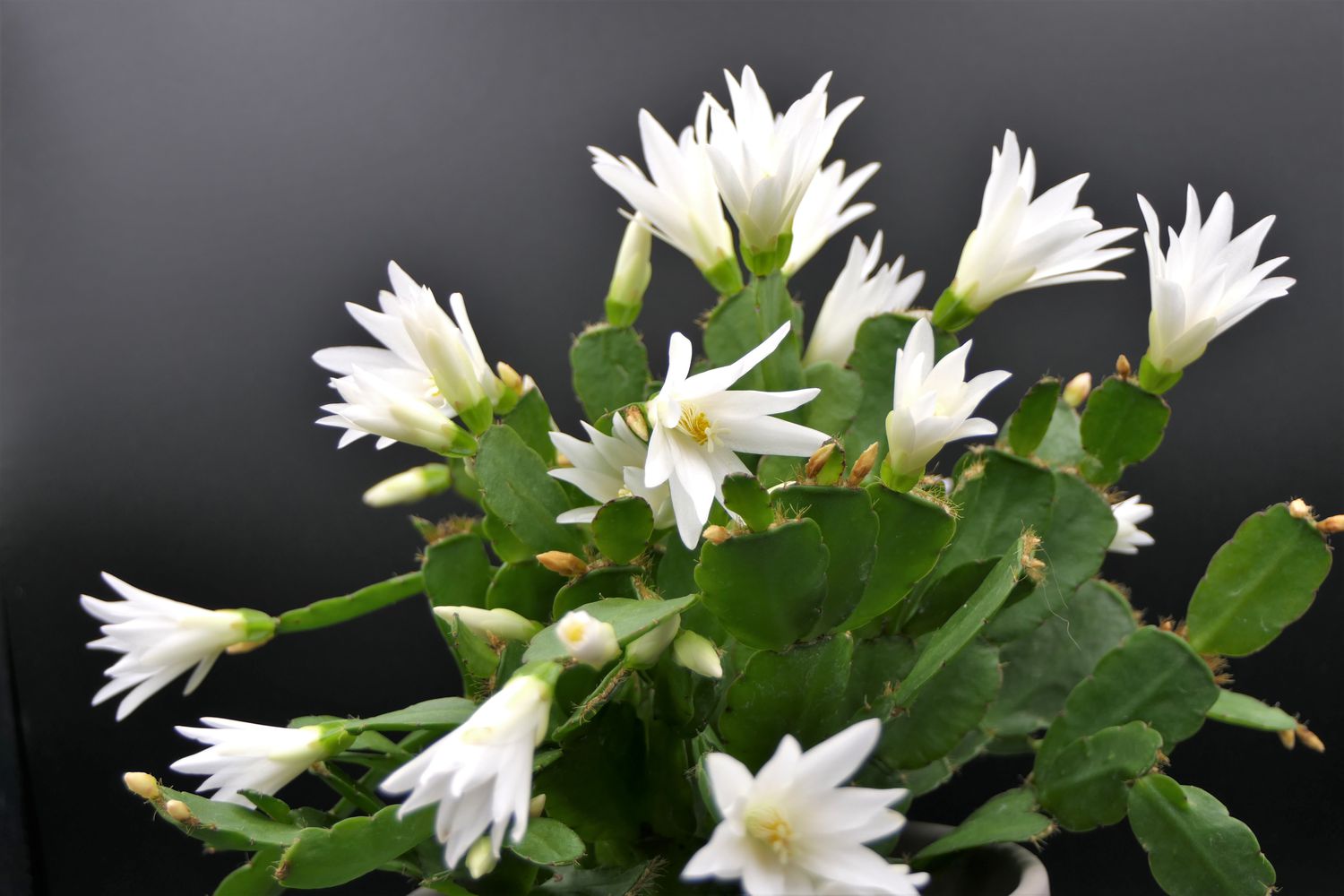 How To Grow And Care For An Easter Cactus For Healthy Growth And Pretty Blooms