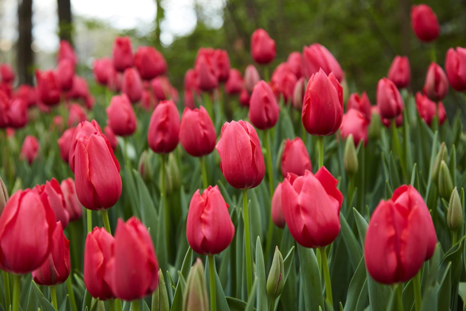 How To Help Tulip Bulbs Multiply For Even More Blooms