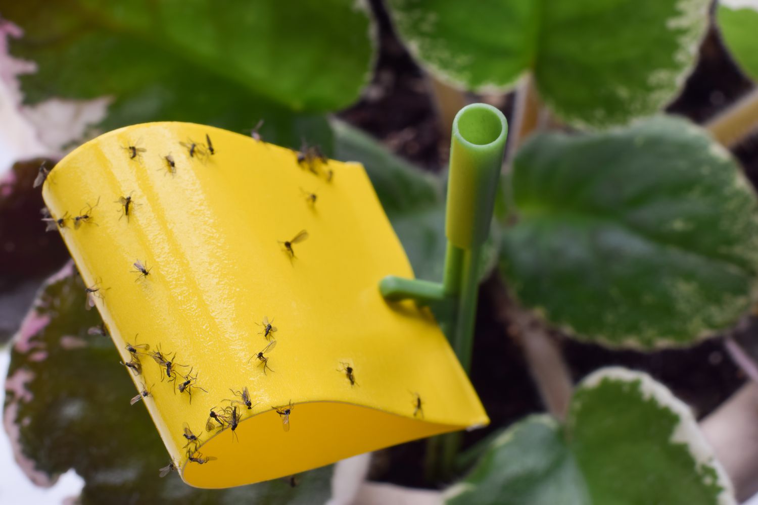 How To Keep Gnats Away, According To Experts