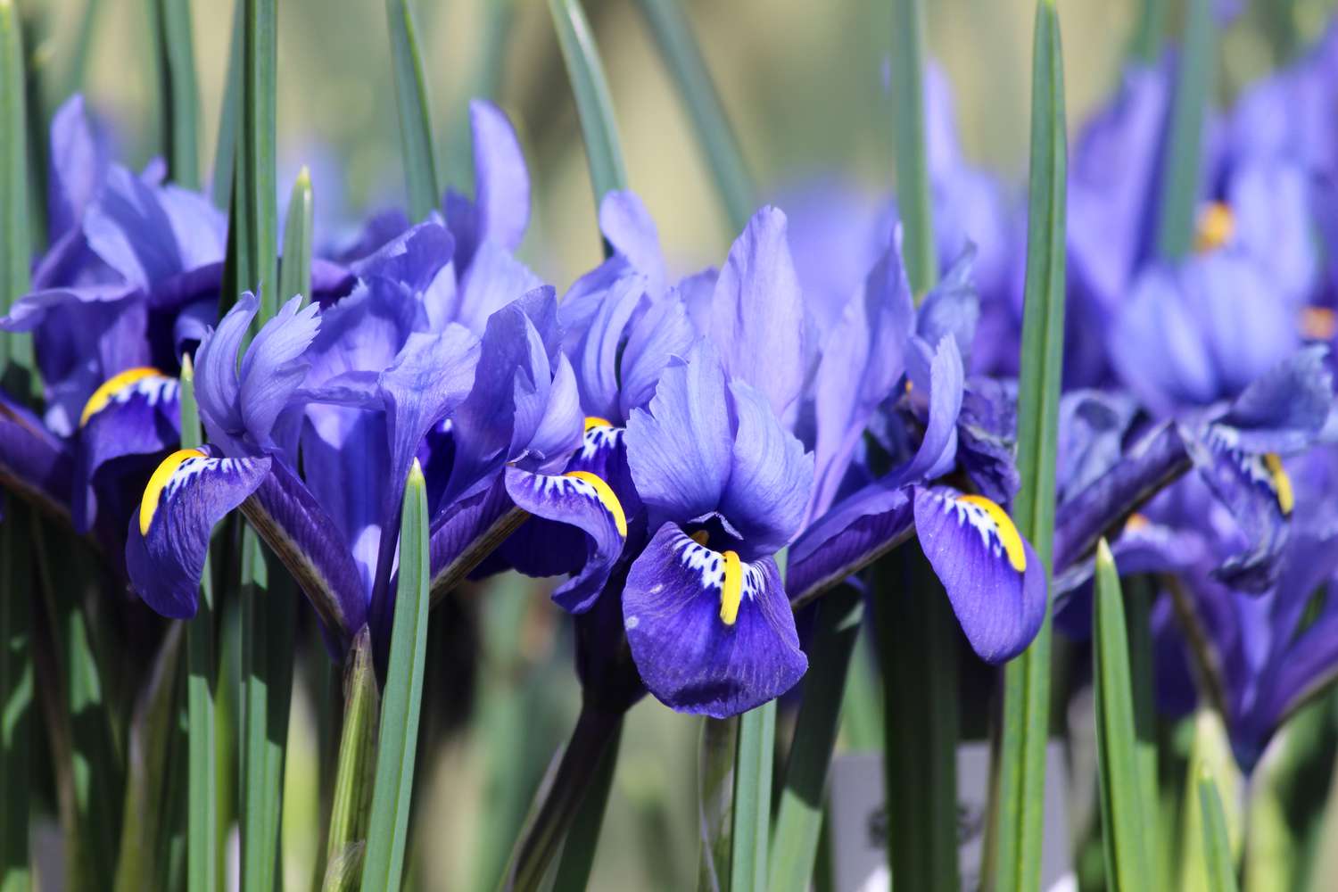 How To Predict When Your Irises Will Bloom