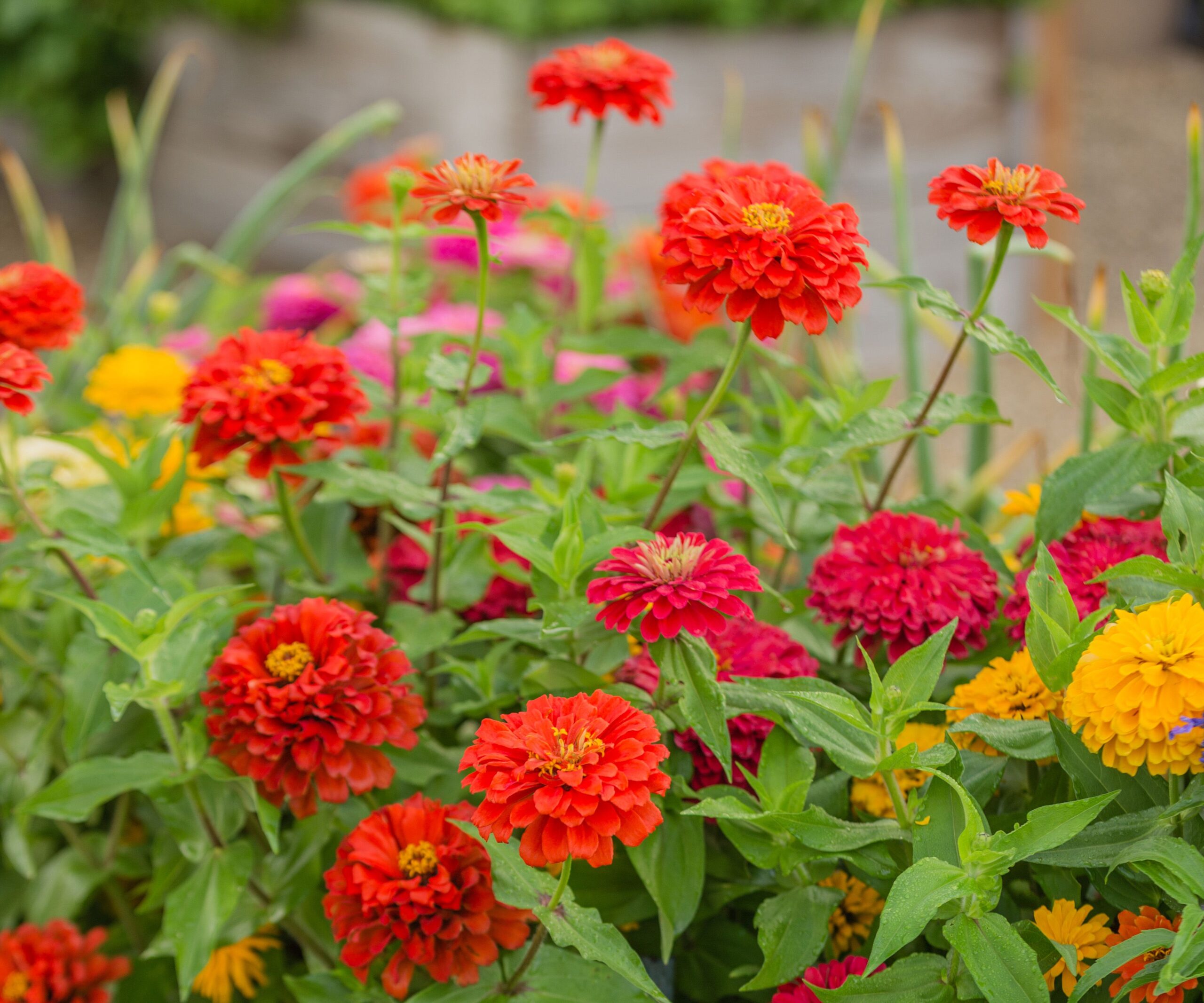 How and When to Plant Zinnia Seeds Indoors or Out