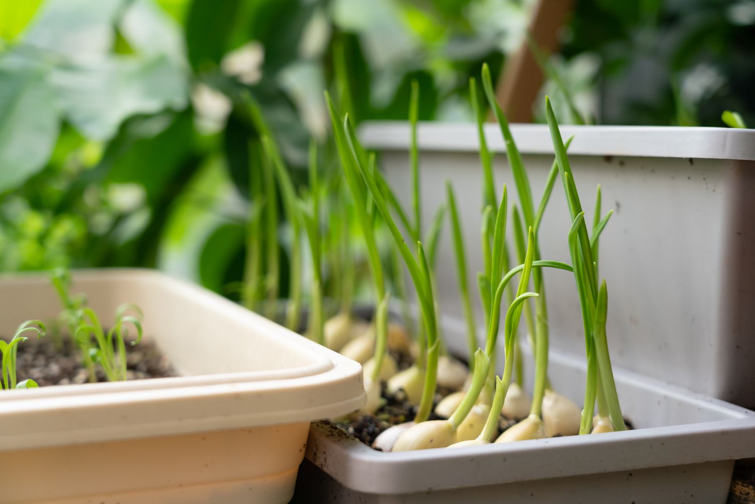 How to Grow Garlic in the Garden or Containers for a Delicious Harvest Every Time