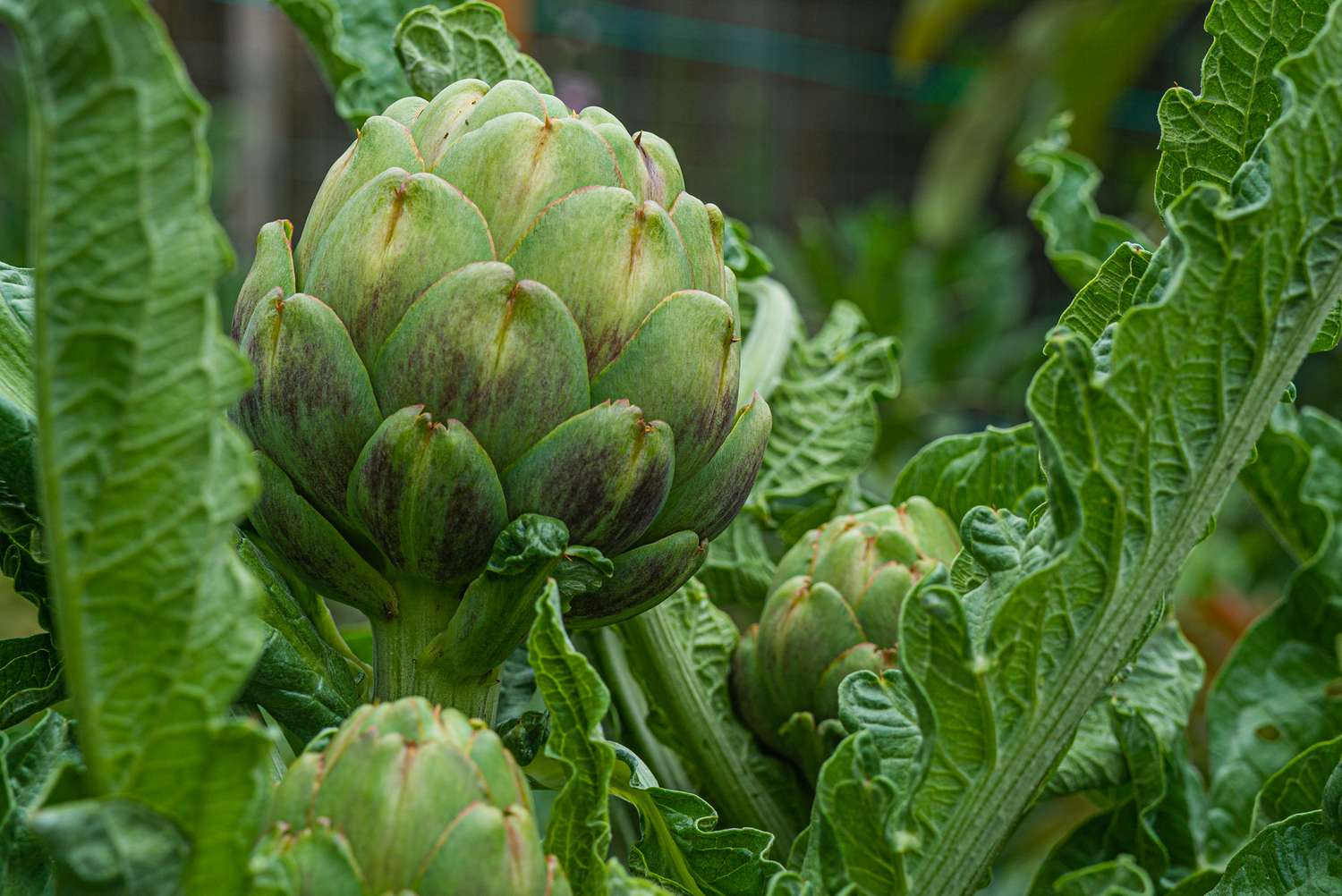 How to Grow Perfect Artichokes Every Season, According to Horticulturists