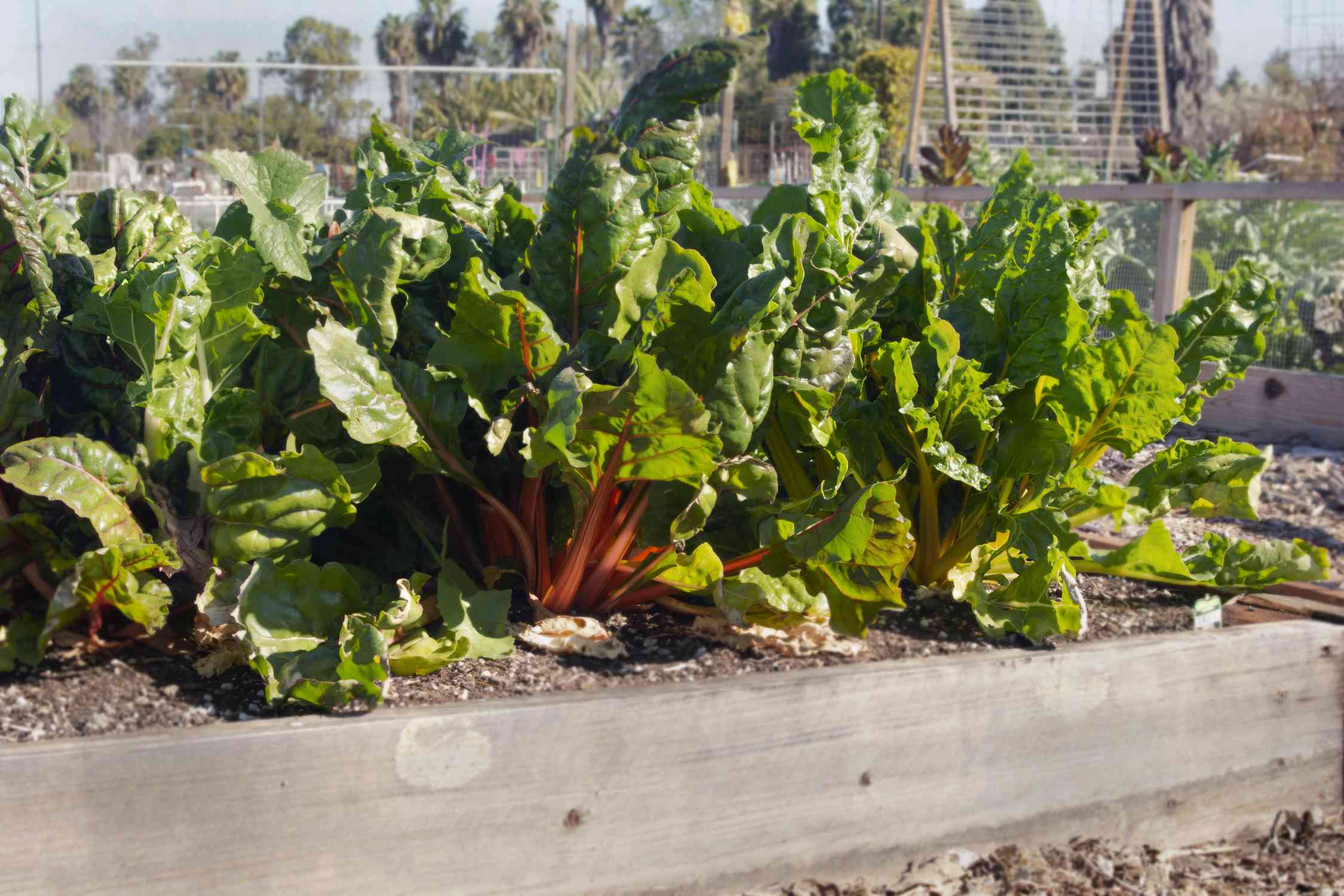 How to Grow Swiss Chard for an Endless Supply of Fresh Greens